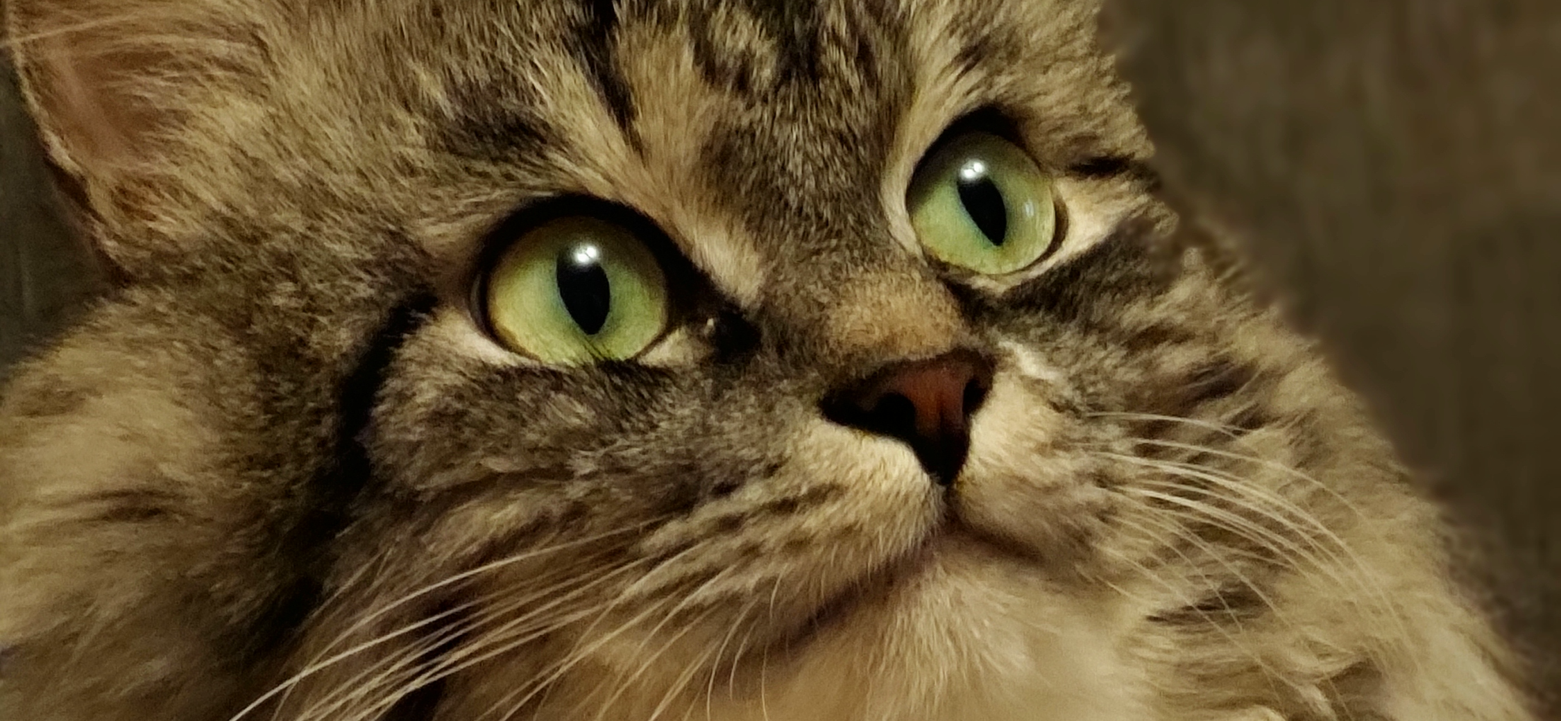 Фото питомца: кот изображает философа