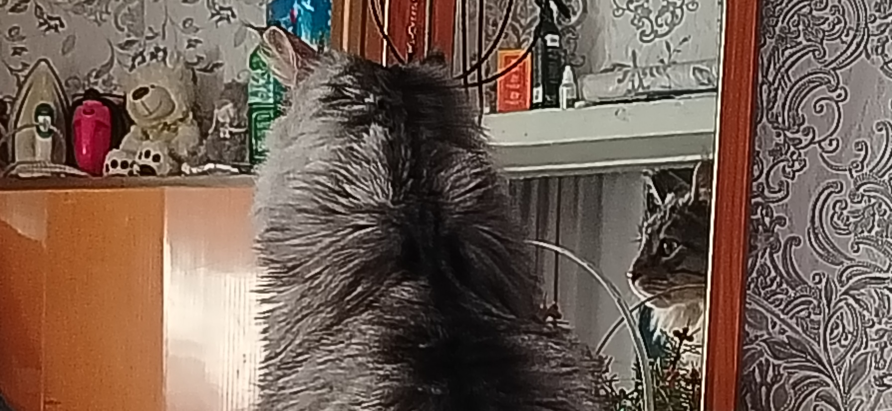 Фото питомца: кот изучает содержимое трельяжа