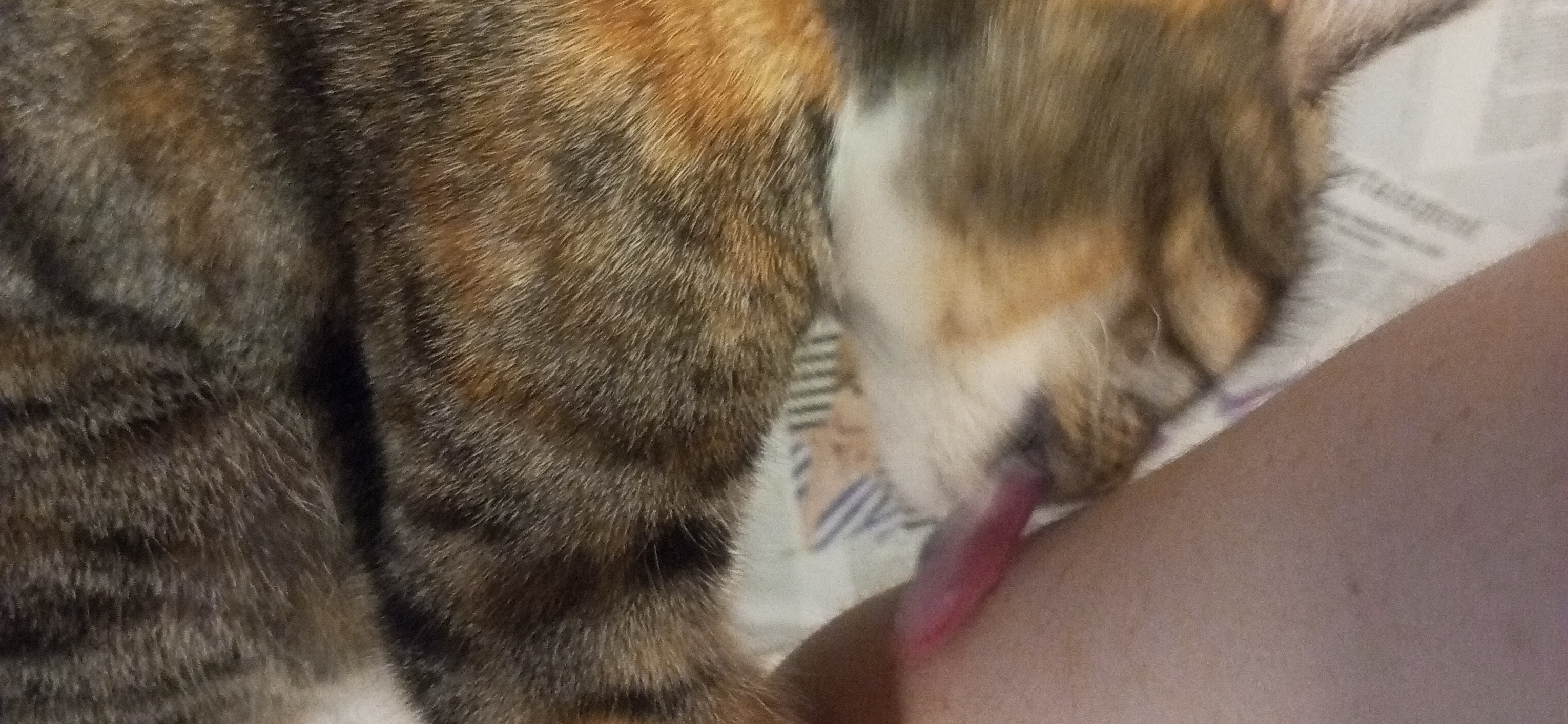 Фото питомца: кошка Кафедра демонстрирует любовь к хозяйке