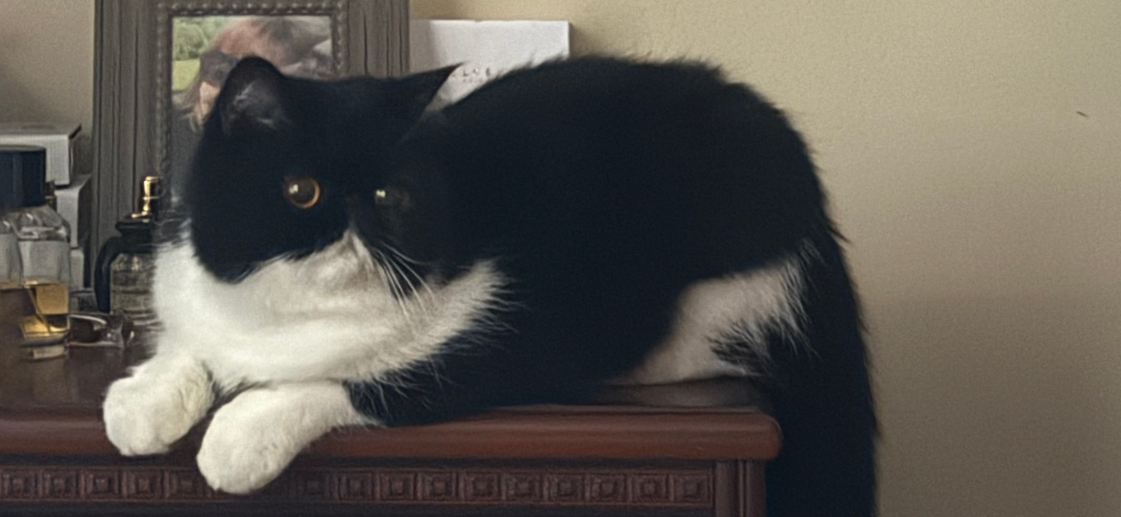 Фото питомца: кошка Кармен лежит на комоде