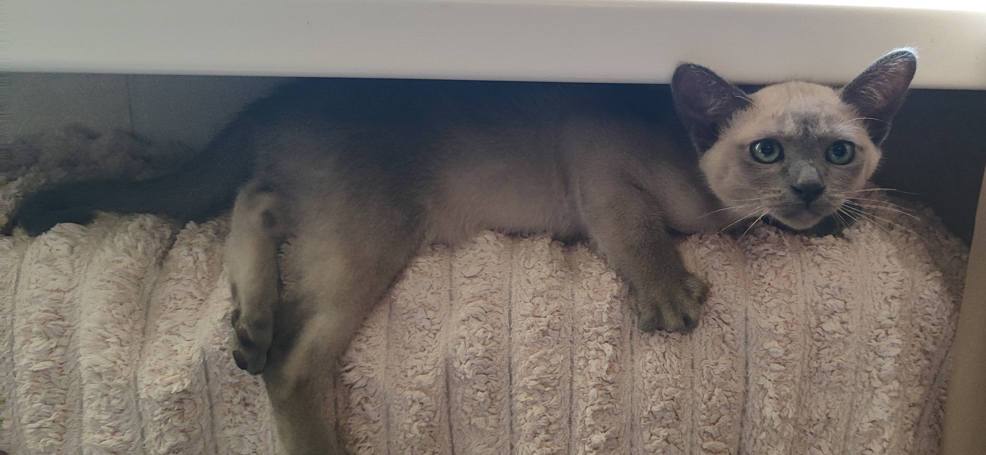 Фото питомца: кошка Кася греется на батарее