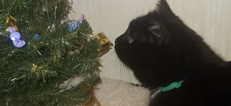 Фото питомца: кошка Кася отдыхает у елочки