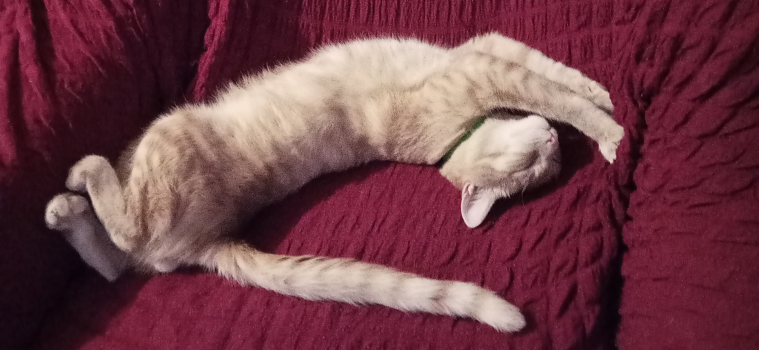 Фото питомца: кот Кеша изображает львенка