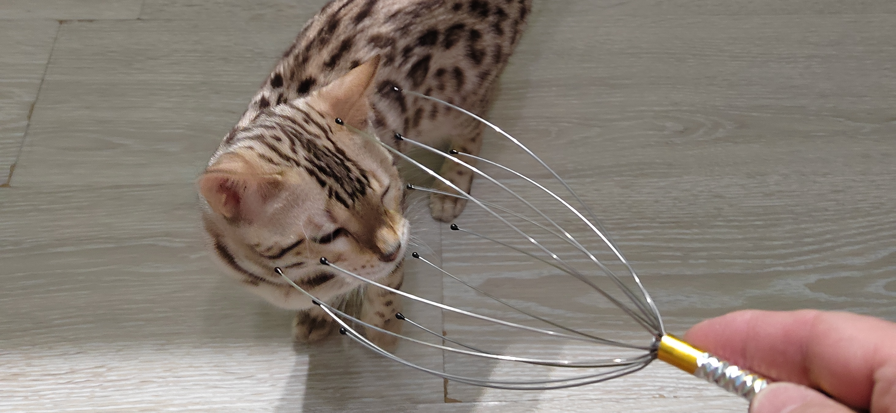 Фото питомца: кошка Кэсси исследует массажер «Мурашка»