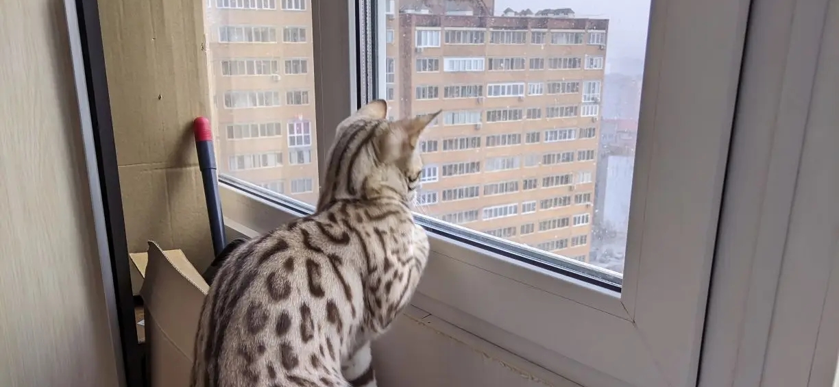 Фото питомца: кошка Кэсси наблюдает за падающими снежинками с лоджии