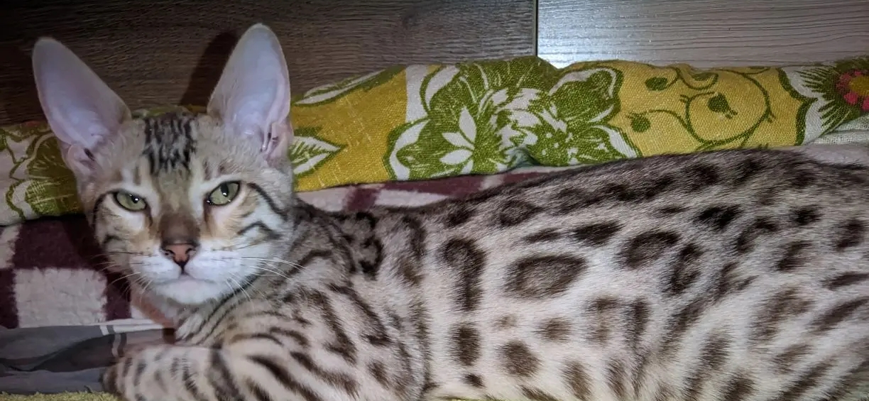 Фото питомца: кошка Кэсси отдыхает