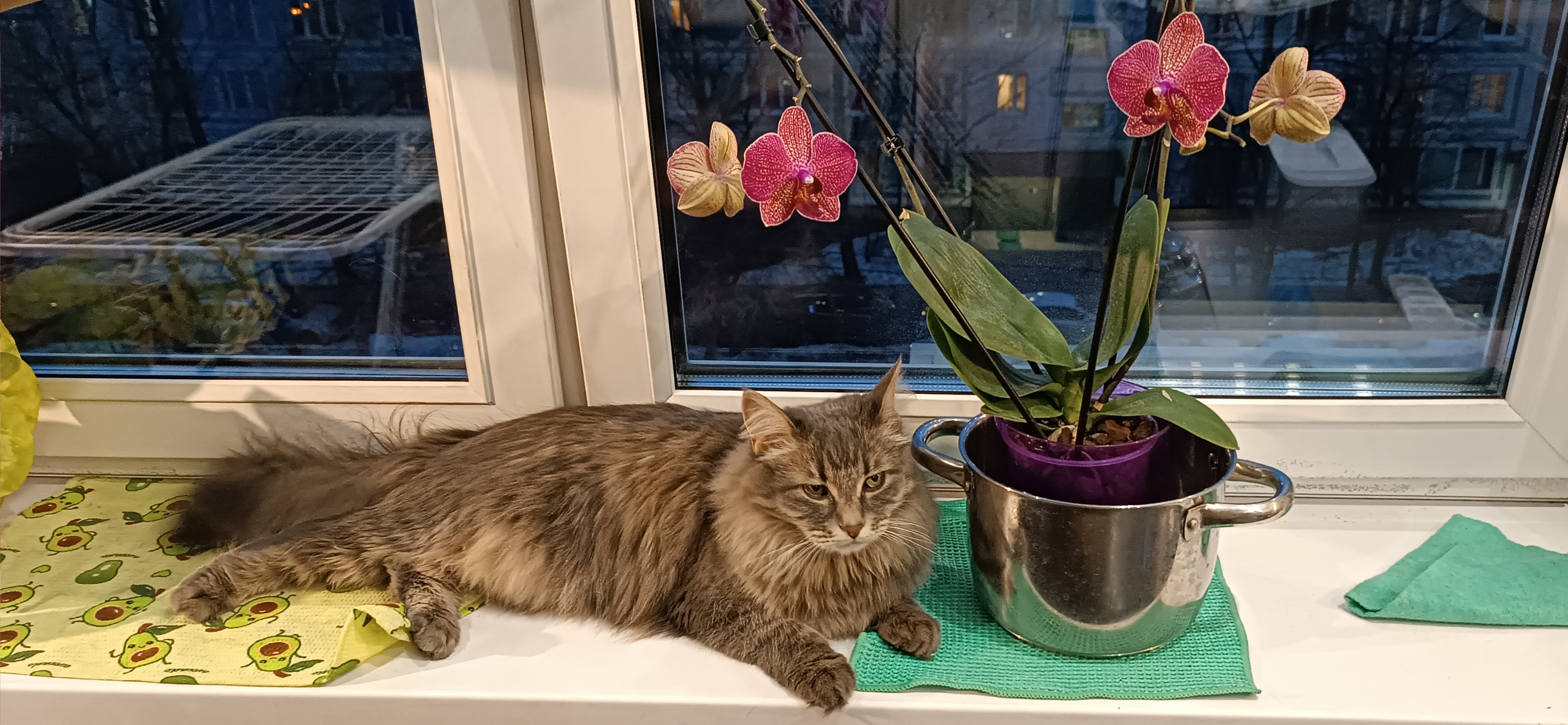 Фото питомца: кошка Кэсси отдыхает на подоконнике