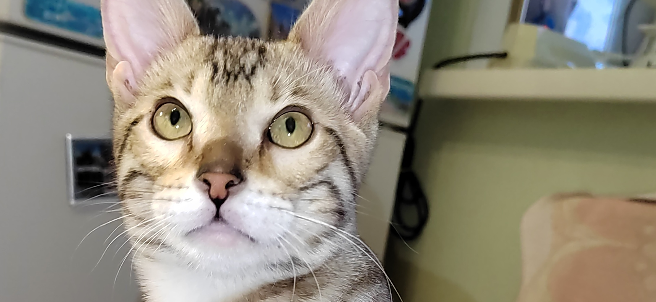 Фото питомца: кошка Кэсси проснулась и ждет обед