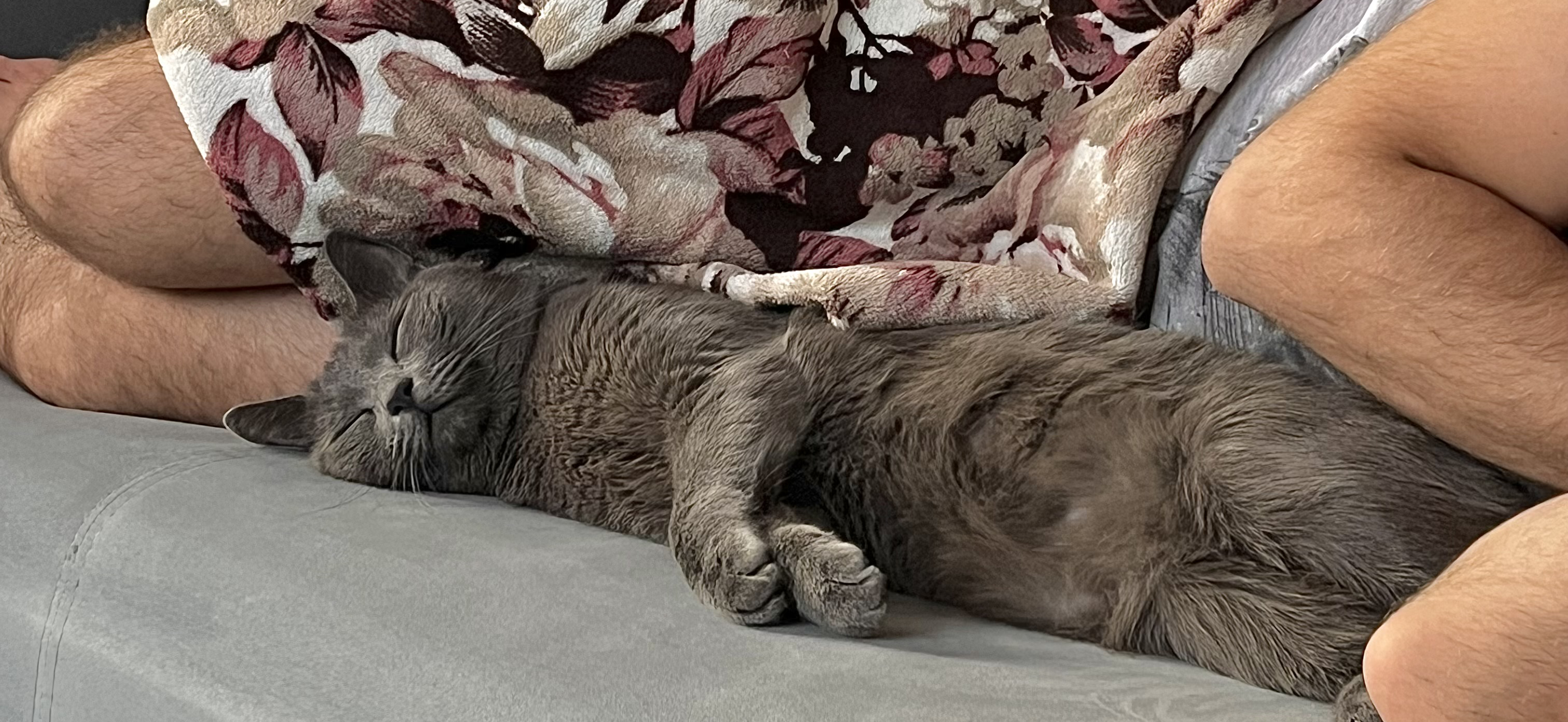 Фото питомца: кот Хиро отдыхает после прогулки с папой