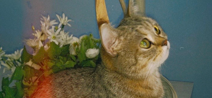 Фото питомца: кошка Киса позирует в корзинке с цветами