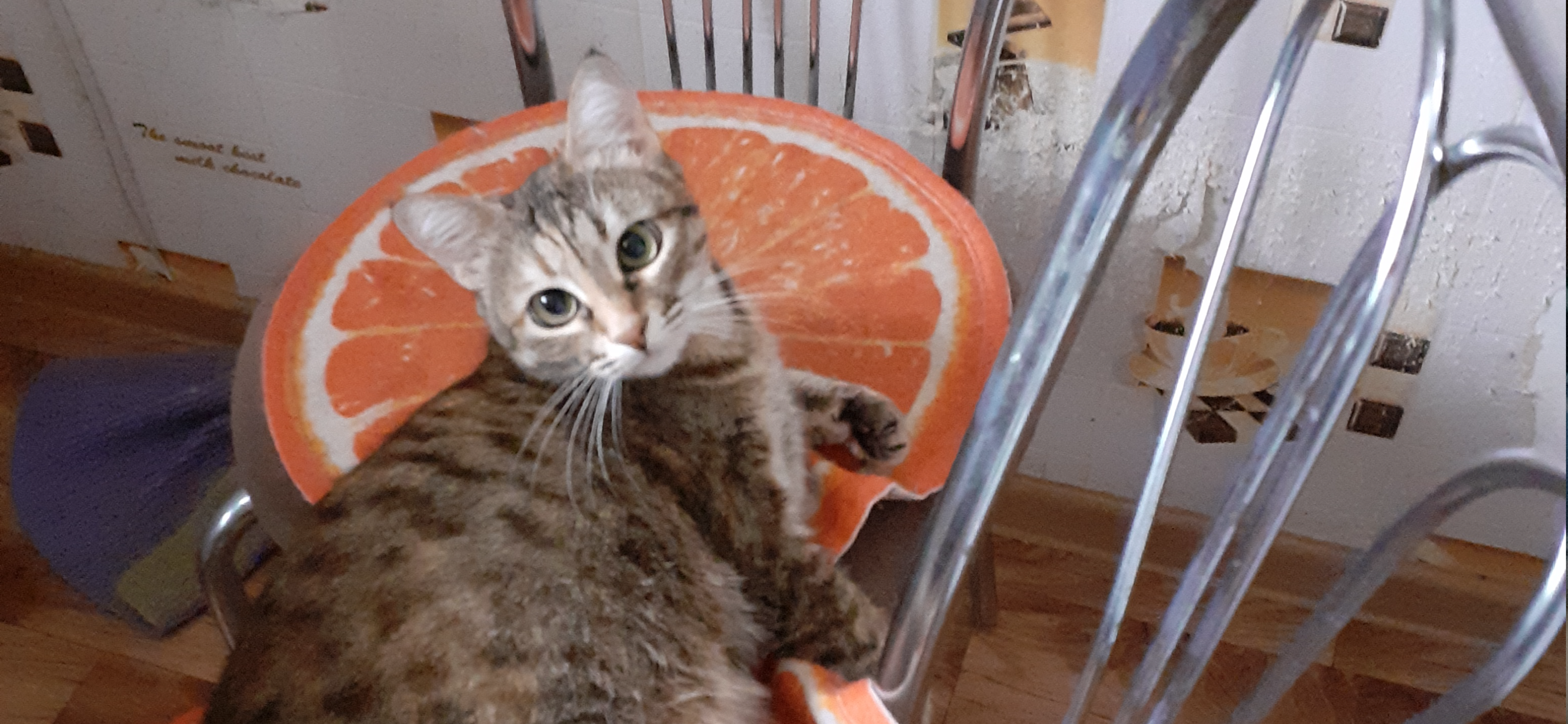 Фото питомца: кошка Кнопа лежит на двух стульях