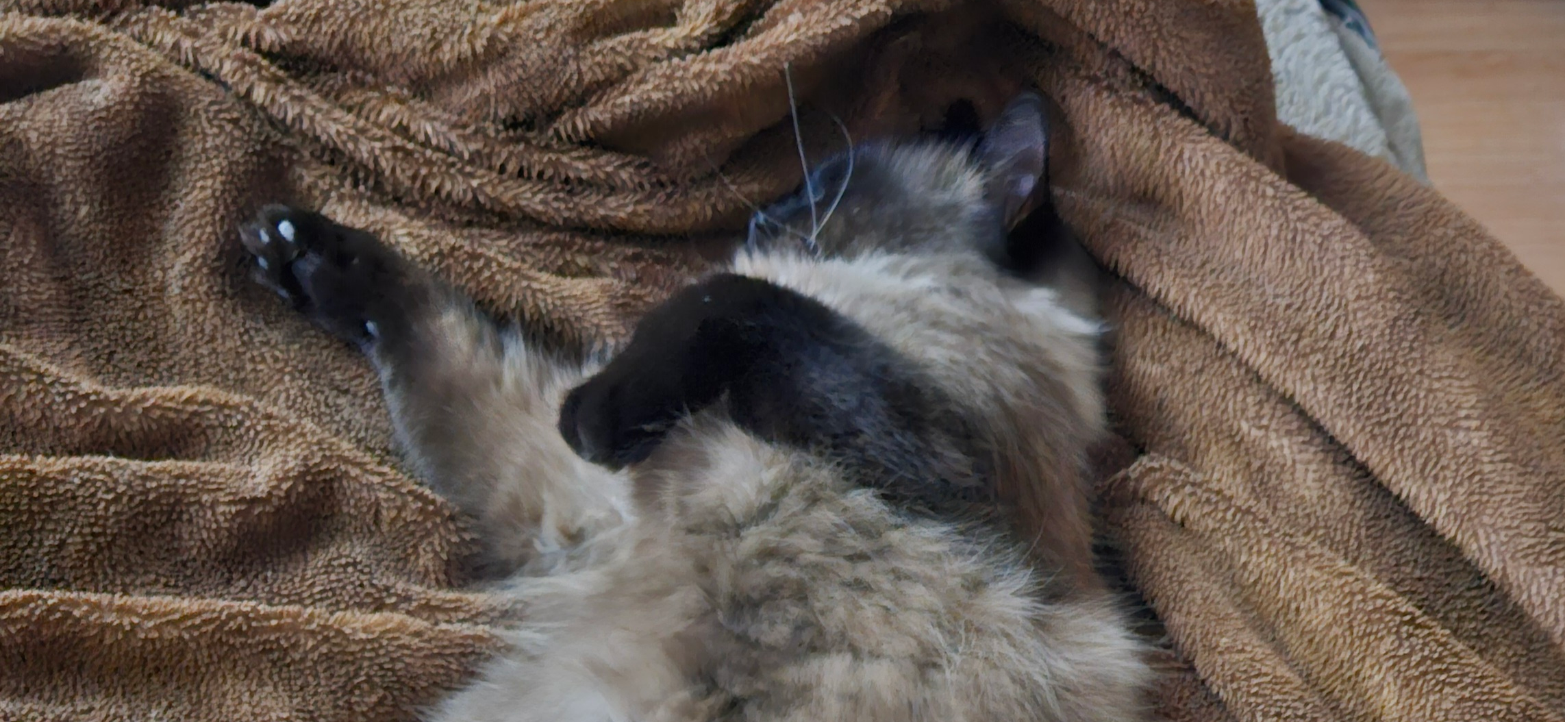 Фото питомца: кот Кода наслаждается жизнью на пенсии