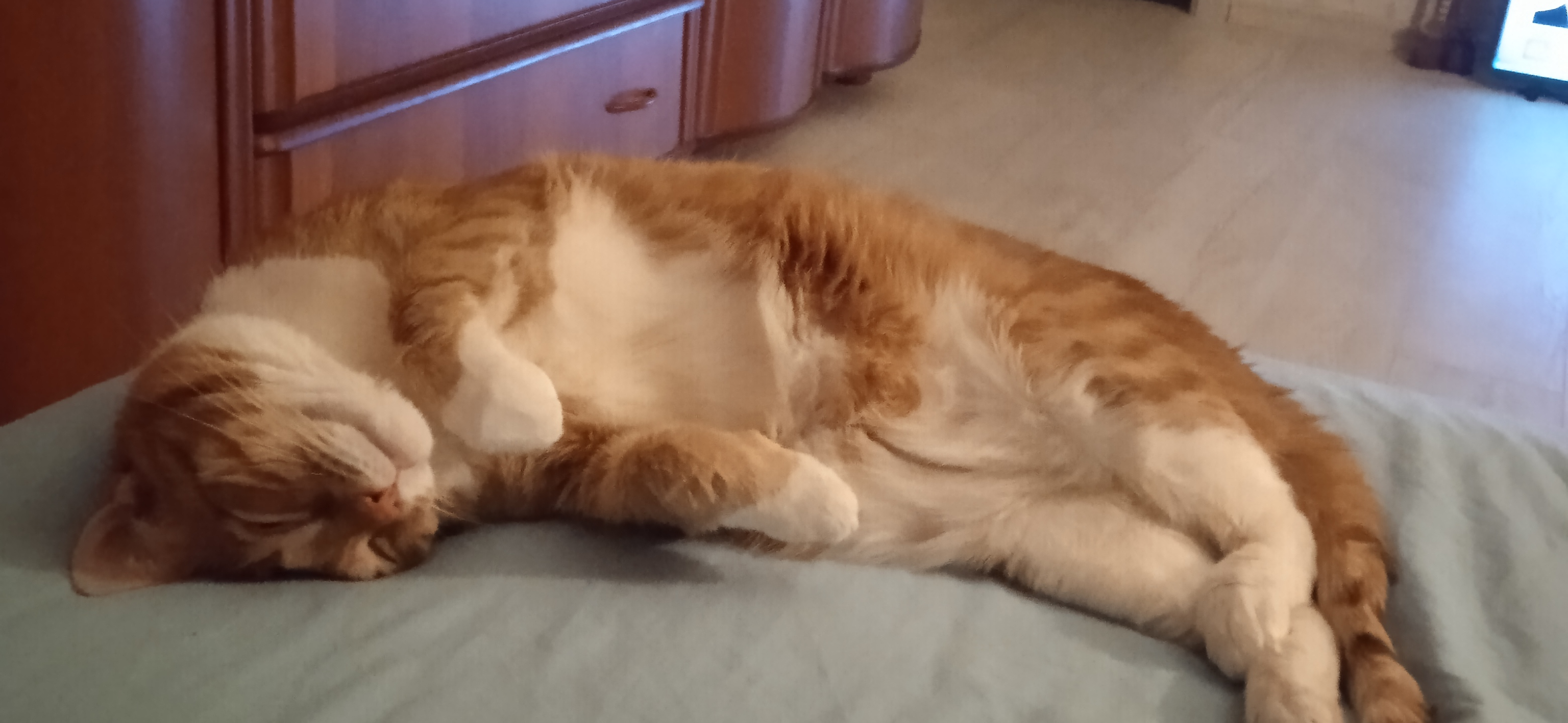 Фото питомца: кот Кокосик живет свою лучшую жизнь