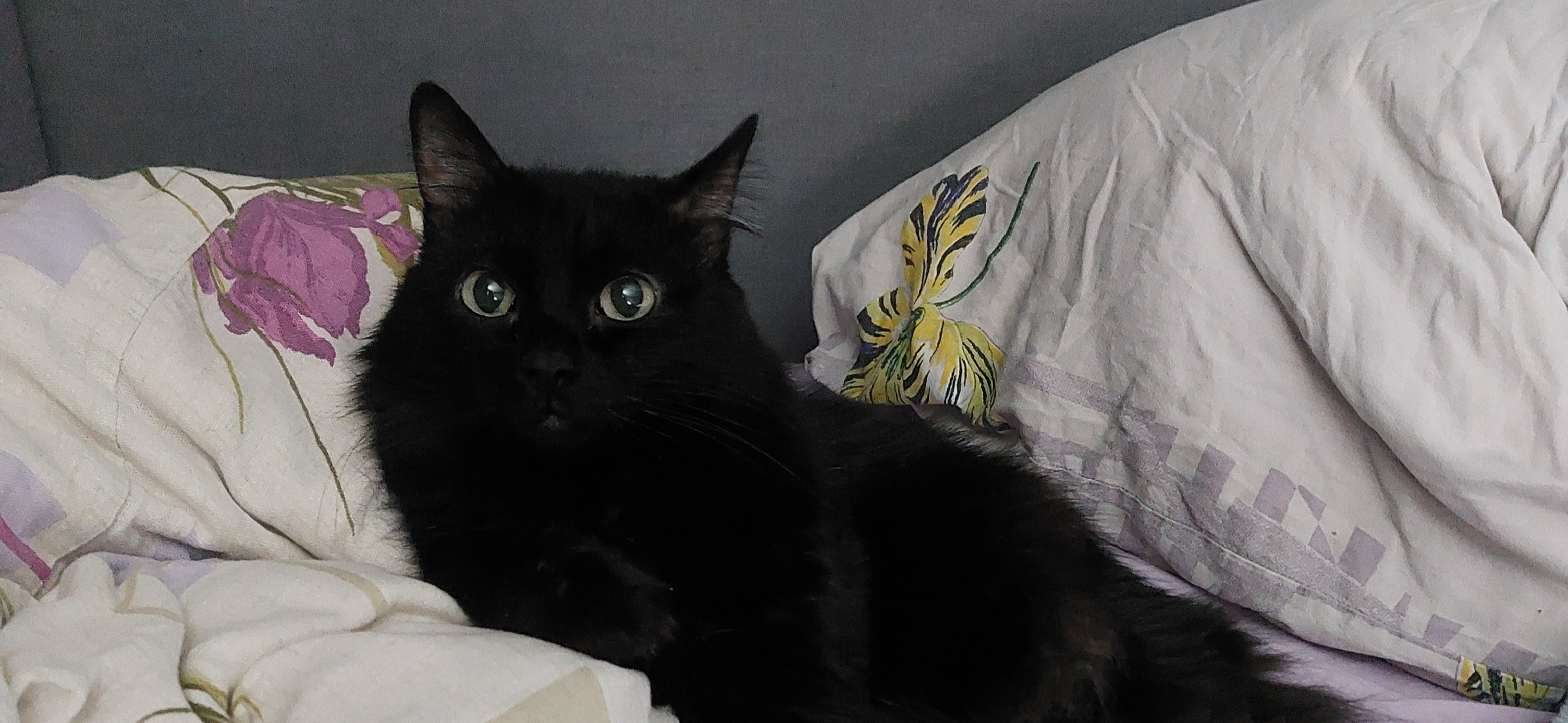 Фото питомца: кот Космос наслаждается жизнью