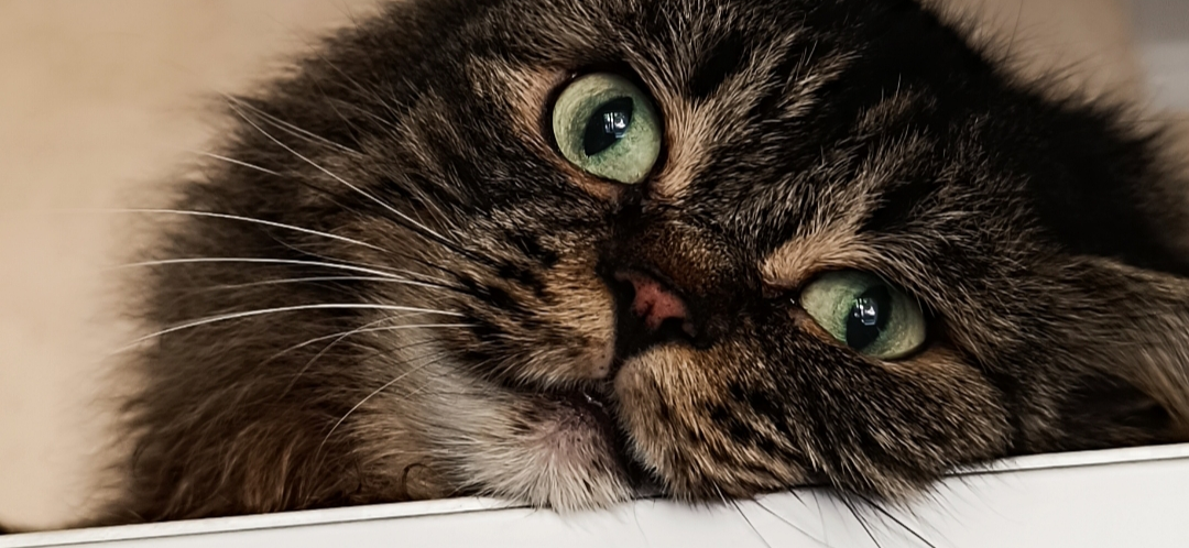 Фото питомца: кот Костик наслаждается жизнью у бабушки