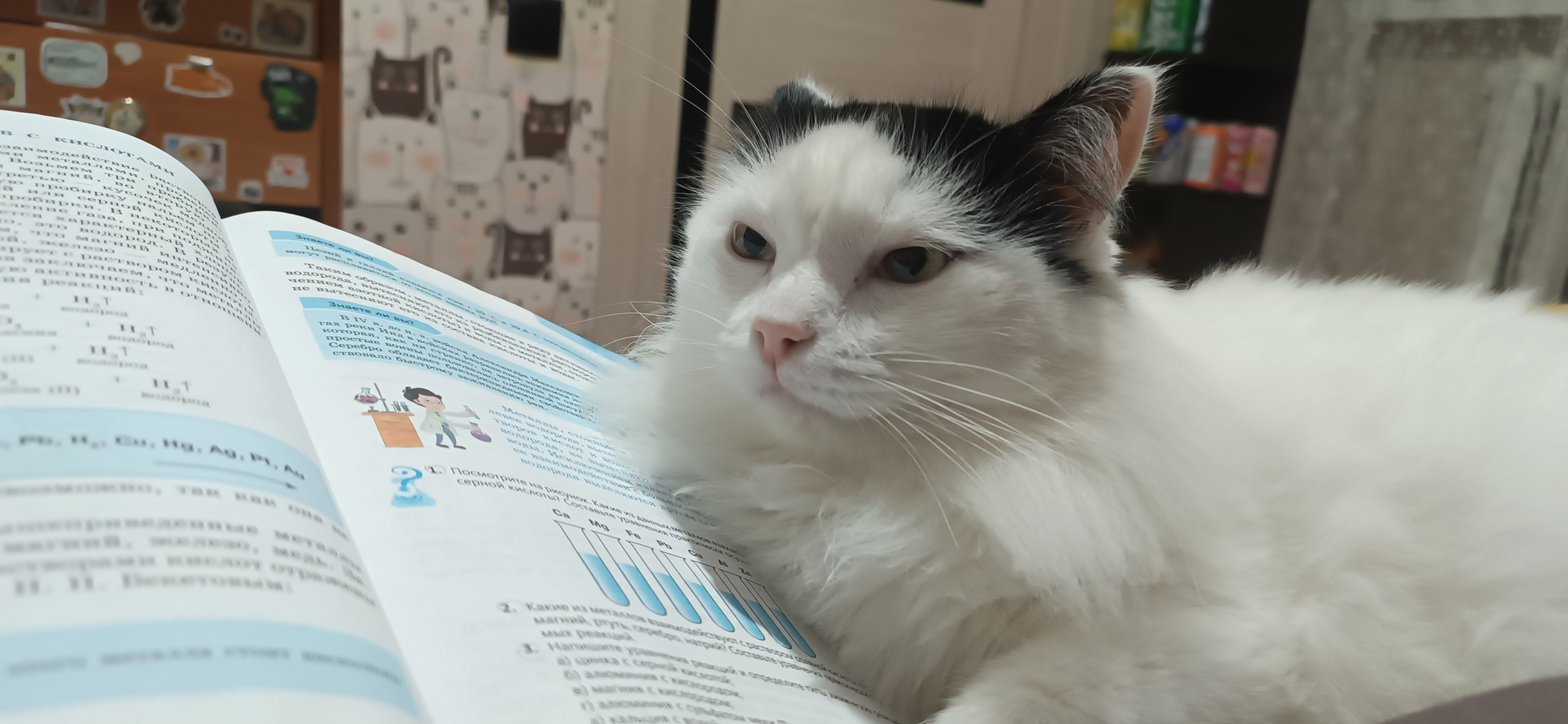 Фото питомца: кот Кракен довольно разлегся на учебнике химии