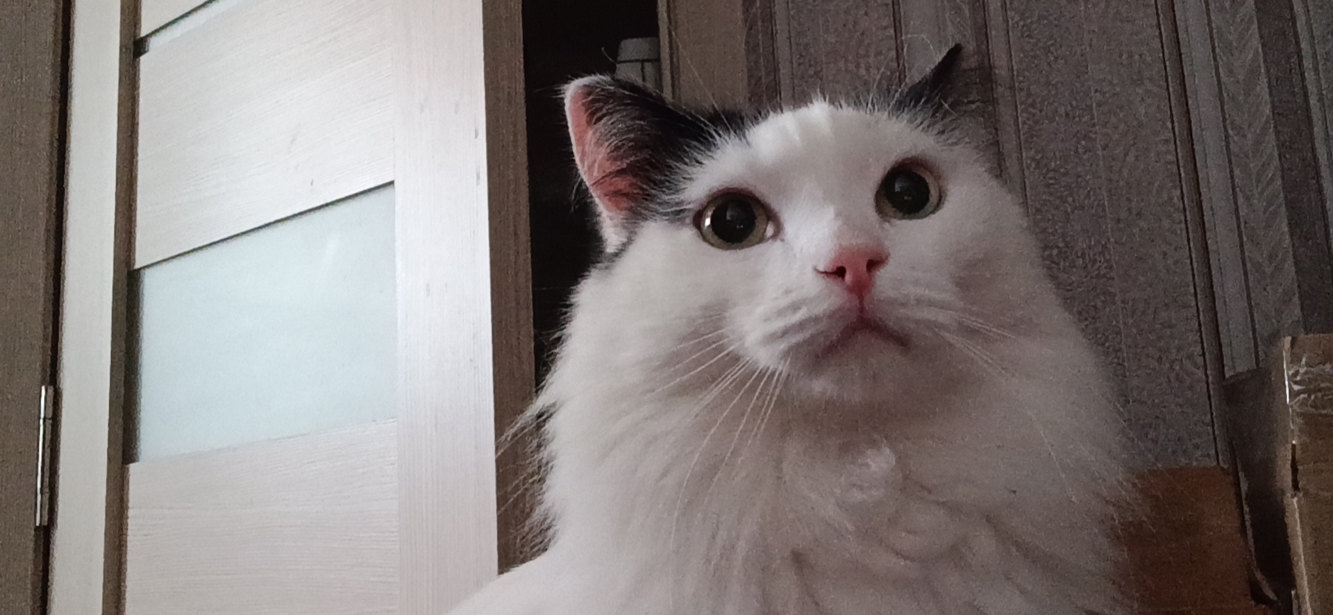 Фото питомца: кот Кракен очень удивлен