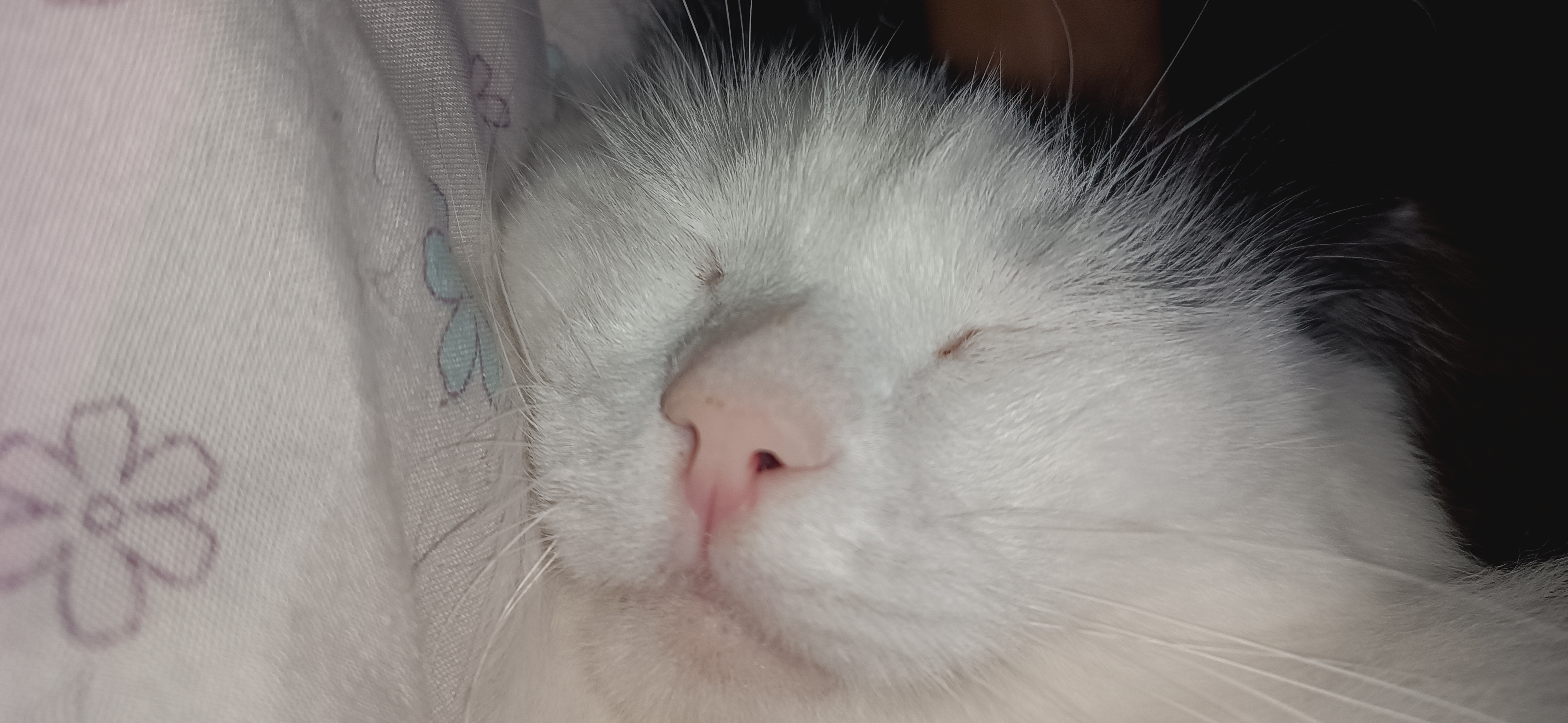 Фото питомца: кот Кракен отдыхает