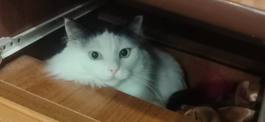 Фото питомца: кот Кракен отдыхает в шкафчике