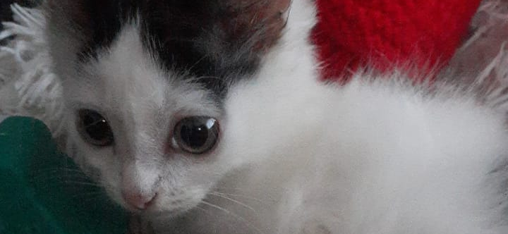 В наш двор подкинули котенка, и теперь мы учим Кракена доверять людям