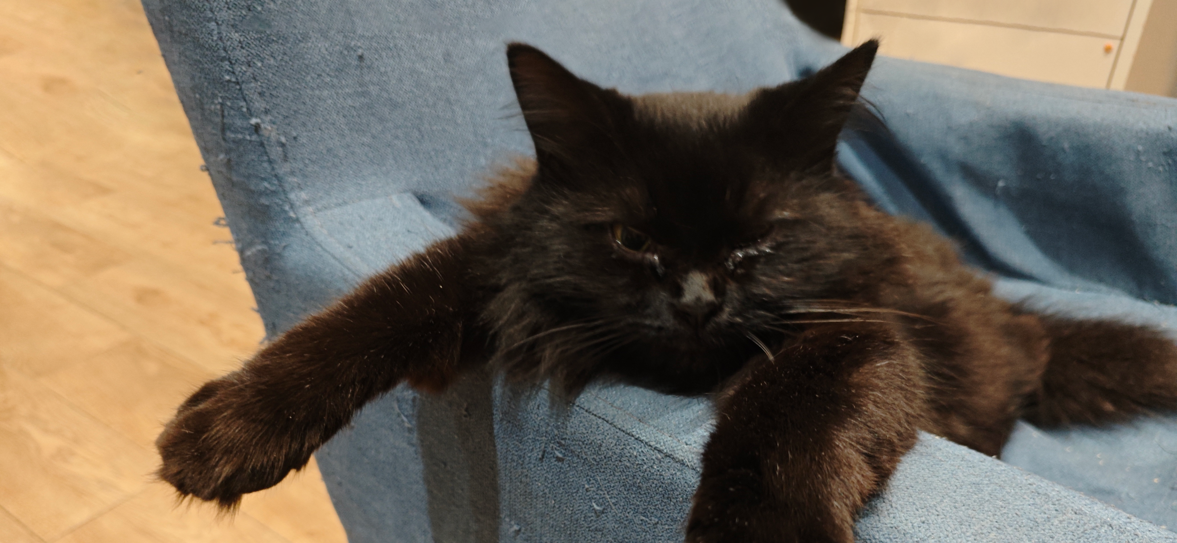 Фото питомца: кошка Кришна наслаждается жизнью