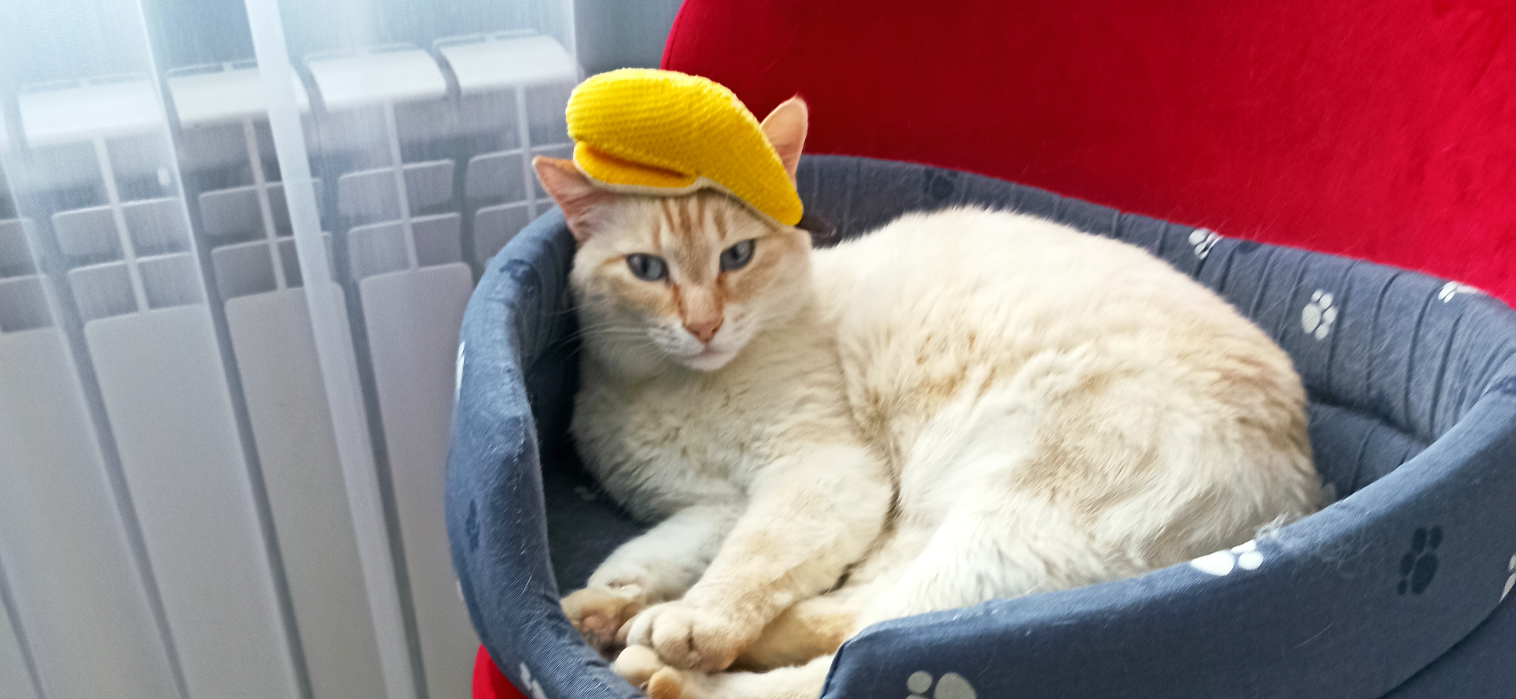 Фото питомца: кот Кроша наслаждается жизнью и отмечает День кошек и первый день весны