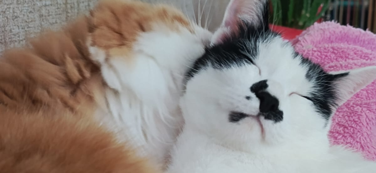 Фото питомцев: кот Крошик показывает, как с достоинством принимать внимание