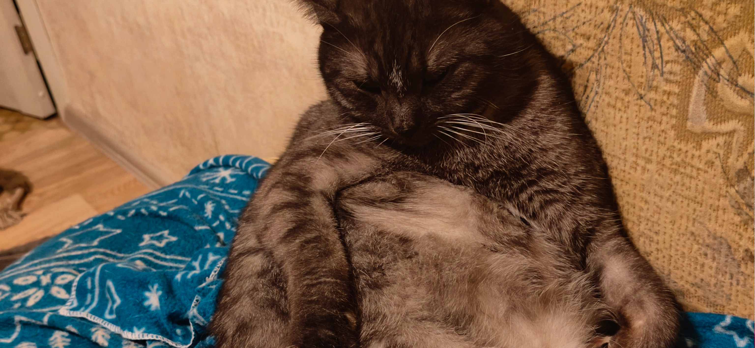 Фото питомца: кот Кузема вальяжно отдыхает