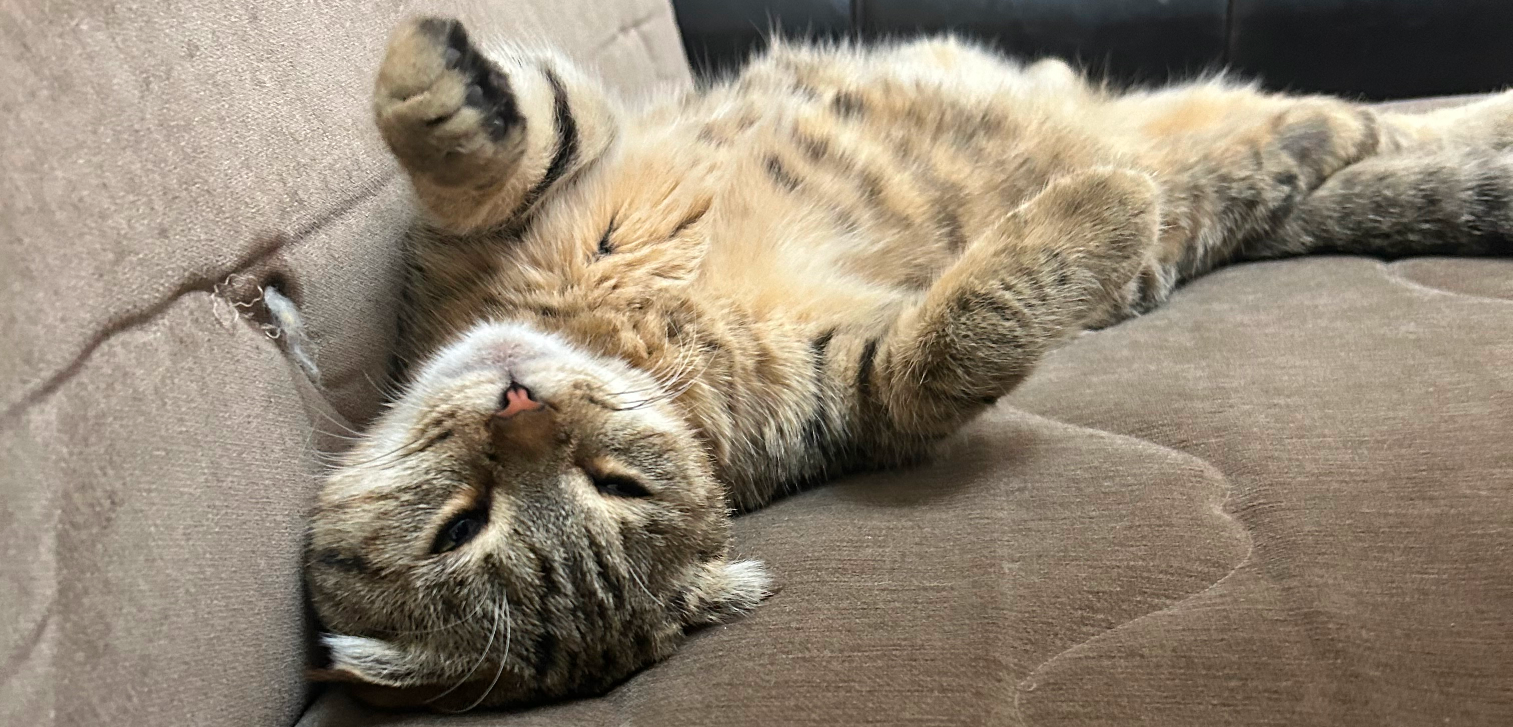 Фото питомца: кот Кузя лежит как человек