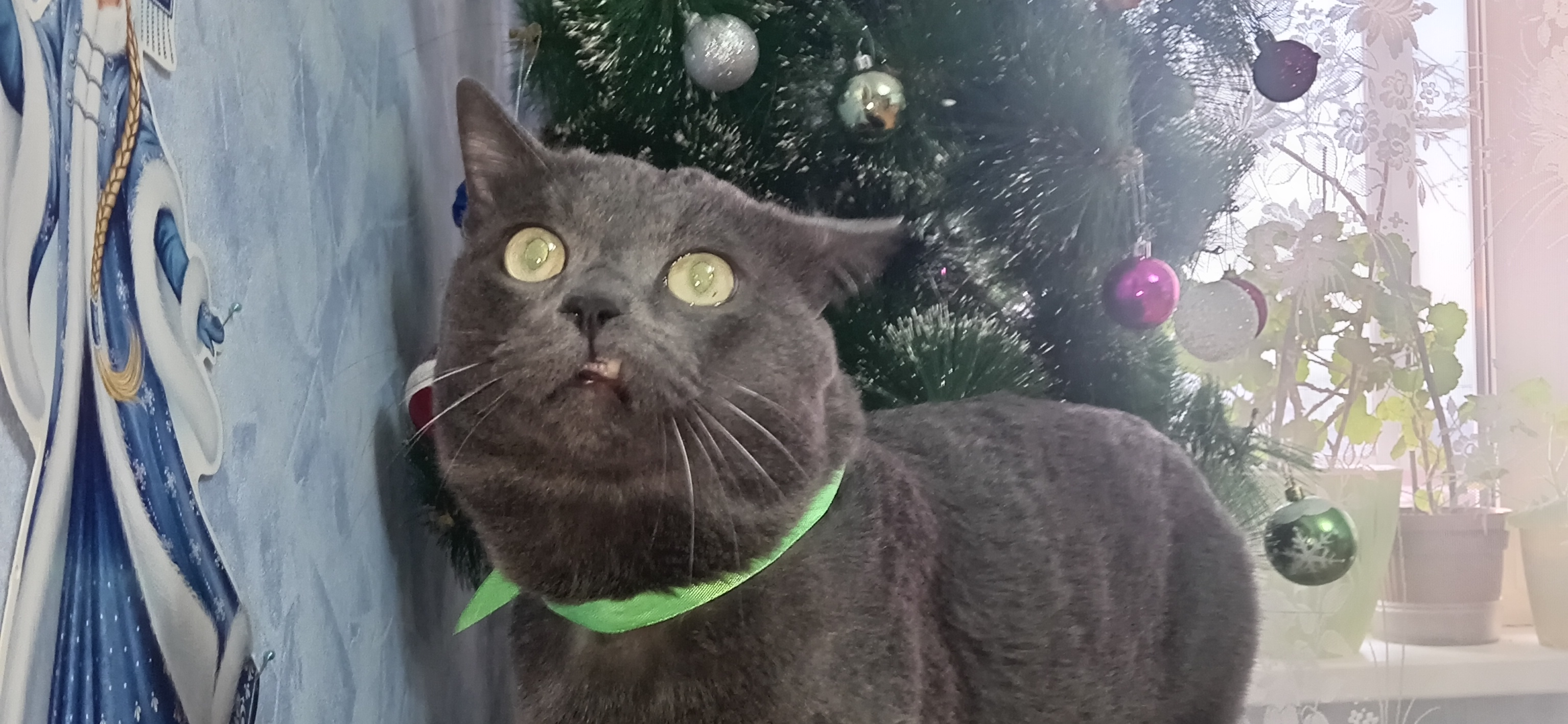 Фото питомца: кот Кузьма Бурятский приготовился к Новому году