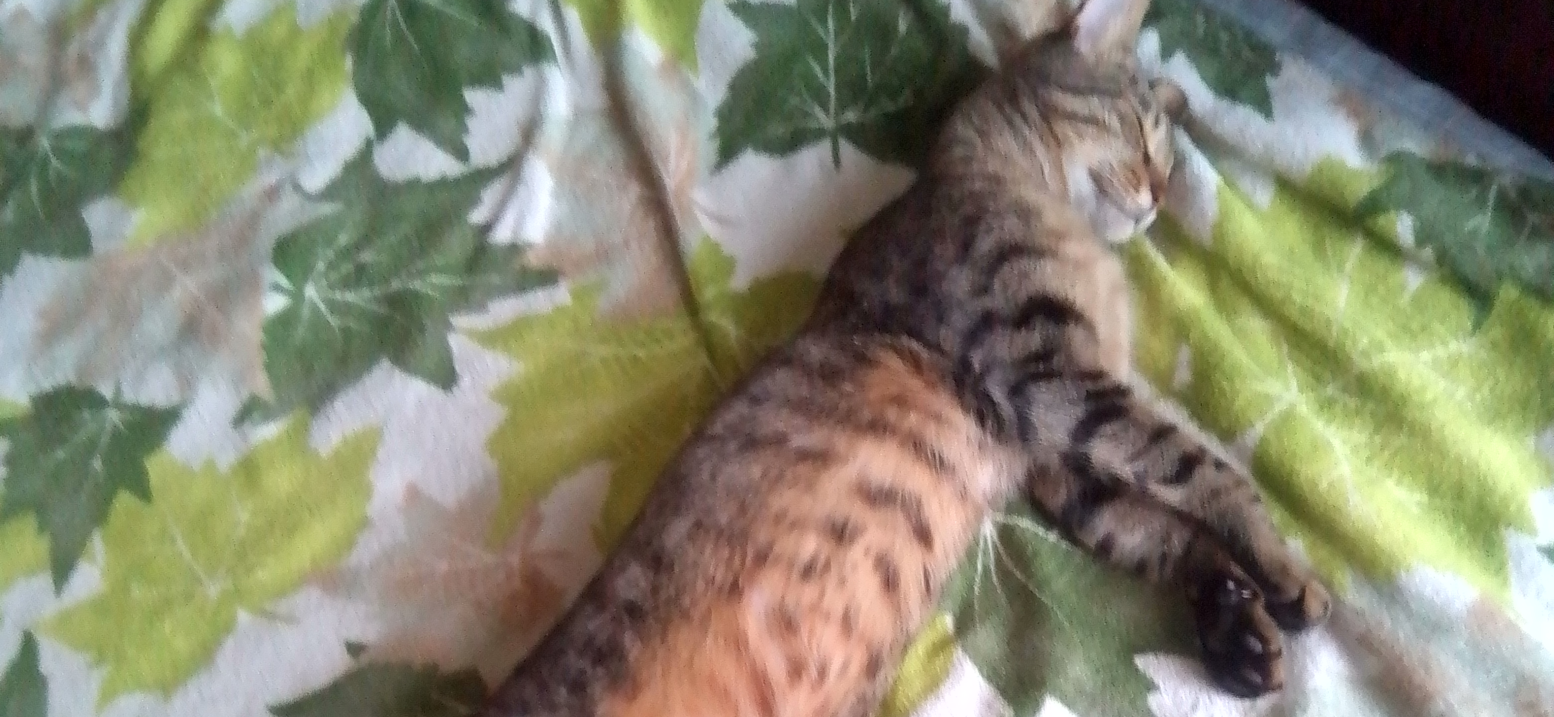 Фото питомца: кот Кузьма улыбается во сне после охоты