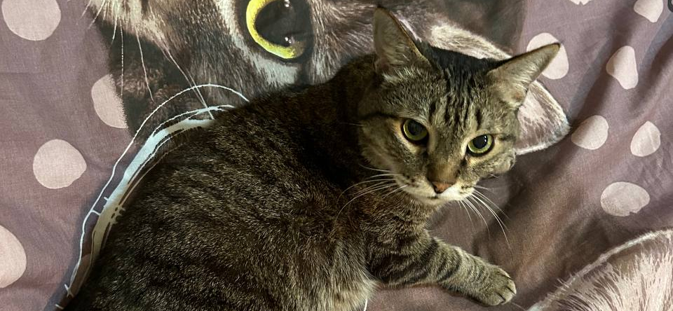 Фото питомца: кот Лапсик попал в сбой в матрице