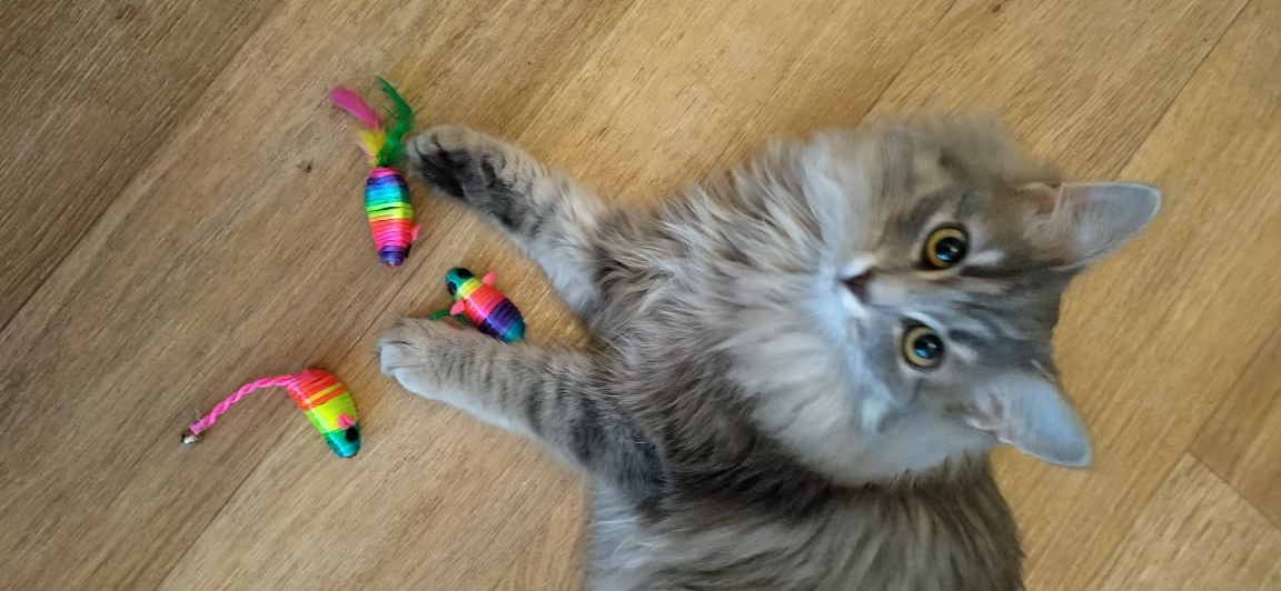 Фото питомца: кошка Лапушка показывает свои несметные богатства