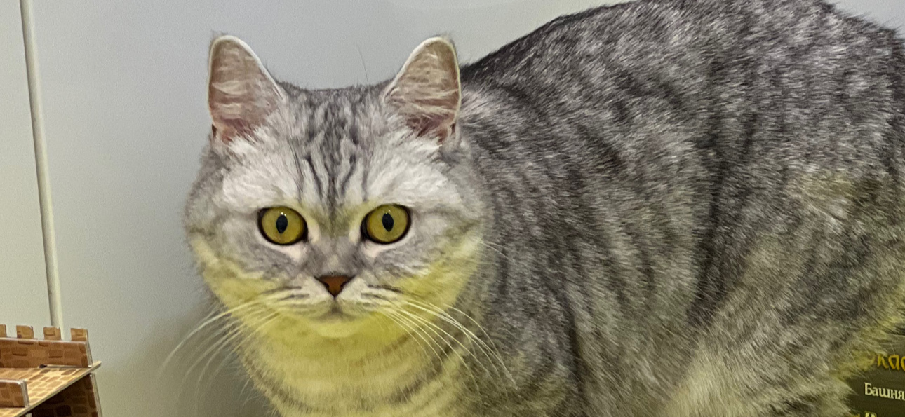 Фото питомца: кошка Леля удивляется игре «Каркассон»