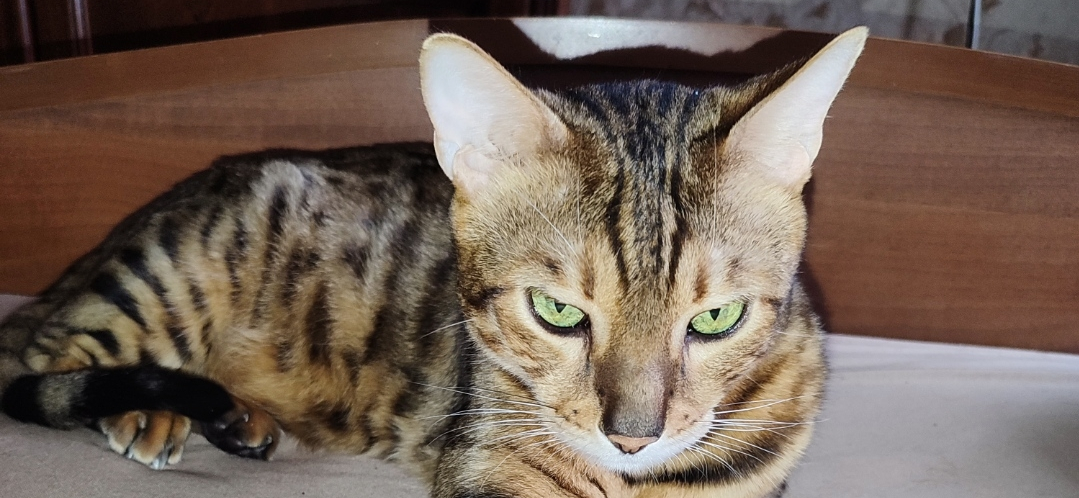 Фото питомца: кот Лео наслаждается жизнью