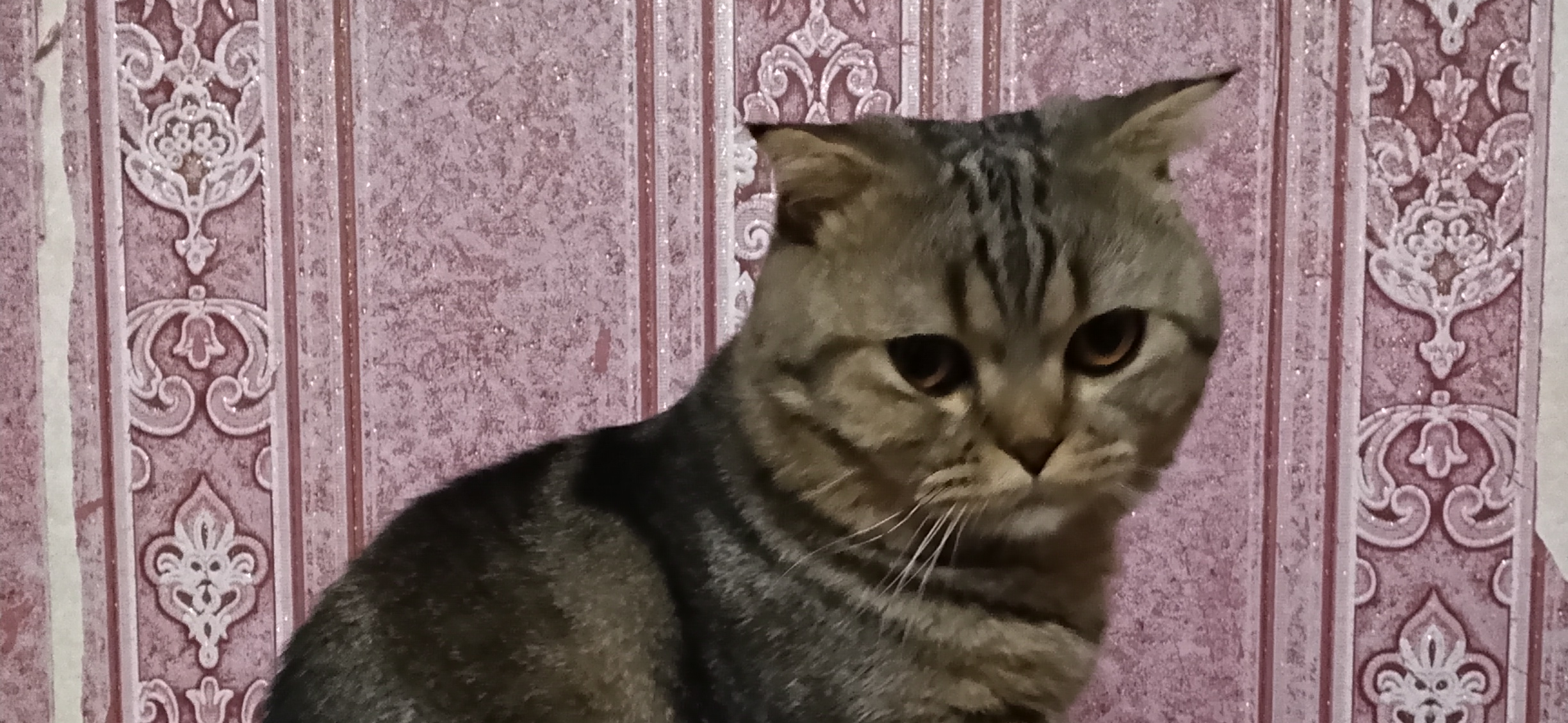 Фото питомца: кот Лео сидит в кастрюле