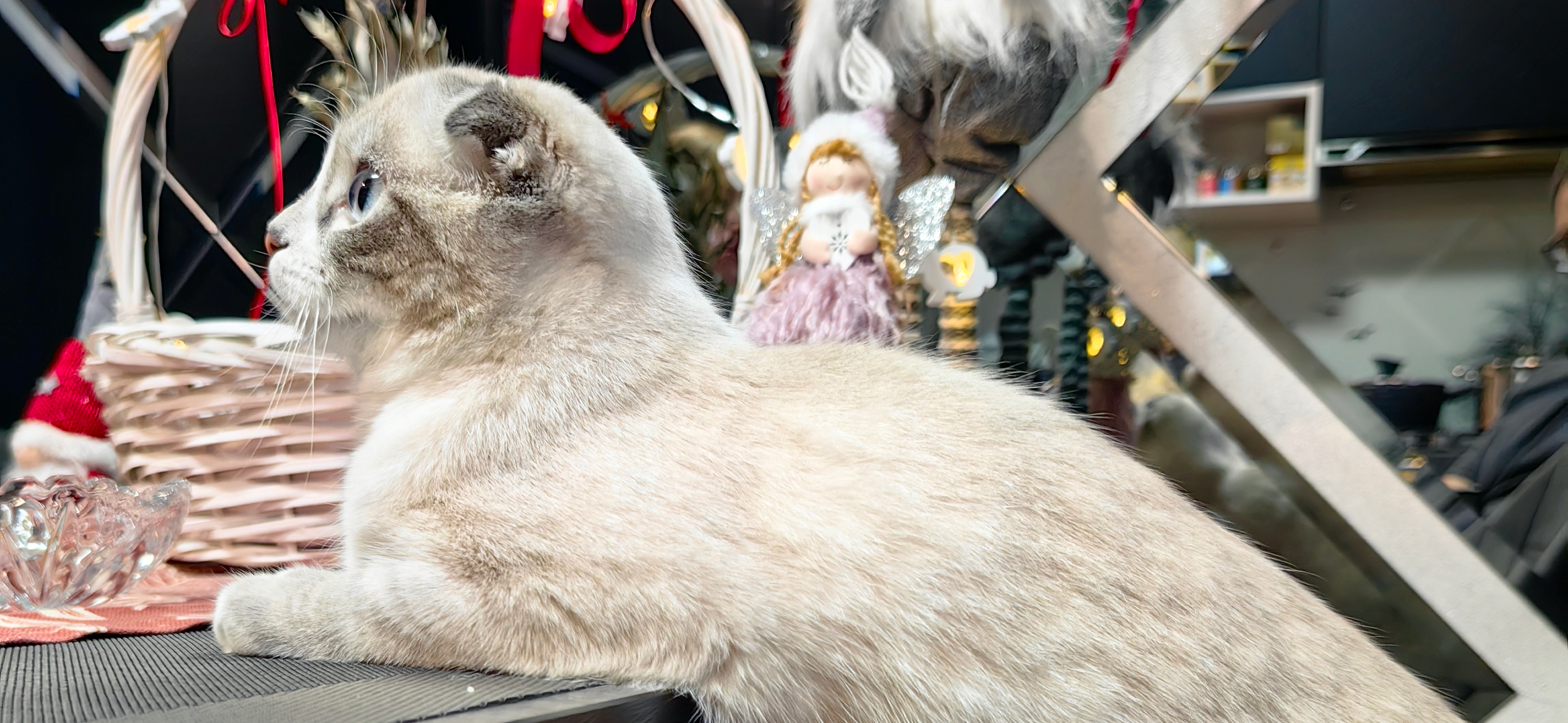 Фото питомца: кот лезет на стол