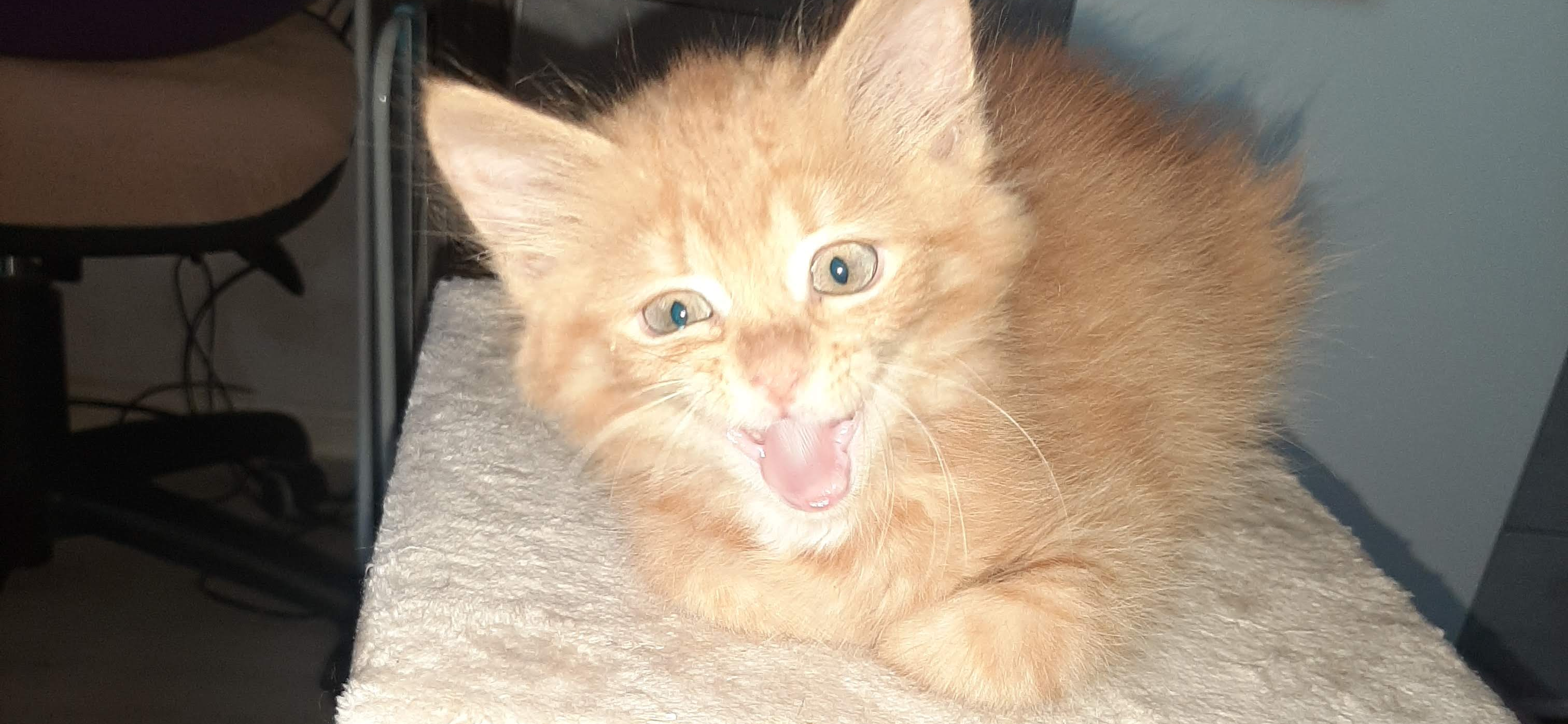 Фото питомца: кошка Лиса на охоте