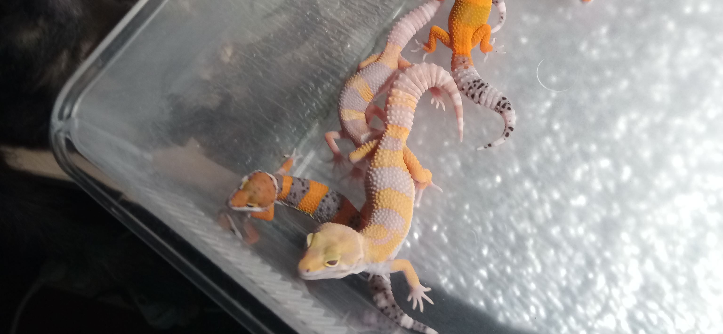 Дикая история: кошка Лисита помогла найти пропавшего новорожденного леопардового геккона