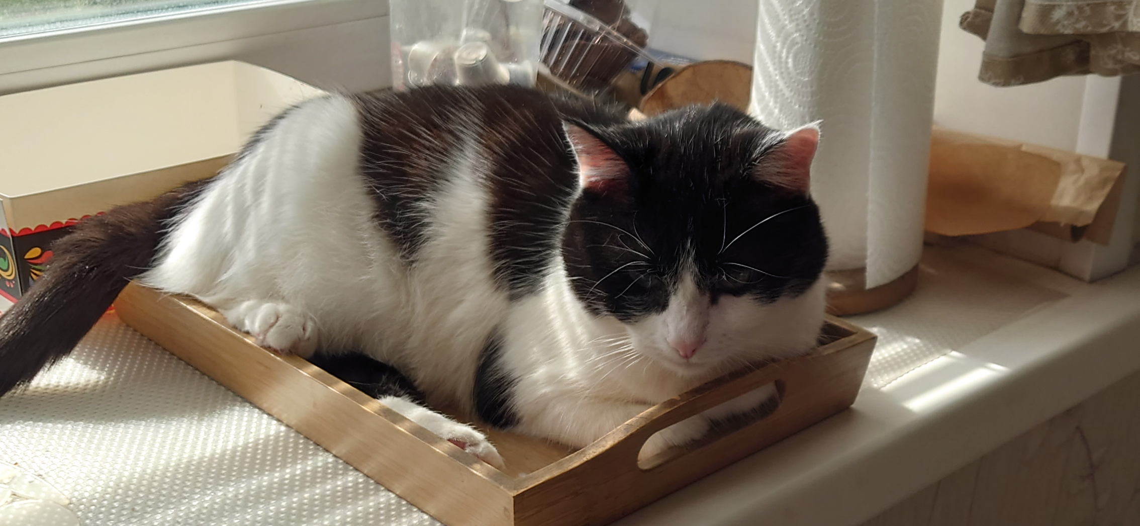 Я нашла кошку Люсеньку на даче, и теперь она не отходит от меня ни на шаг