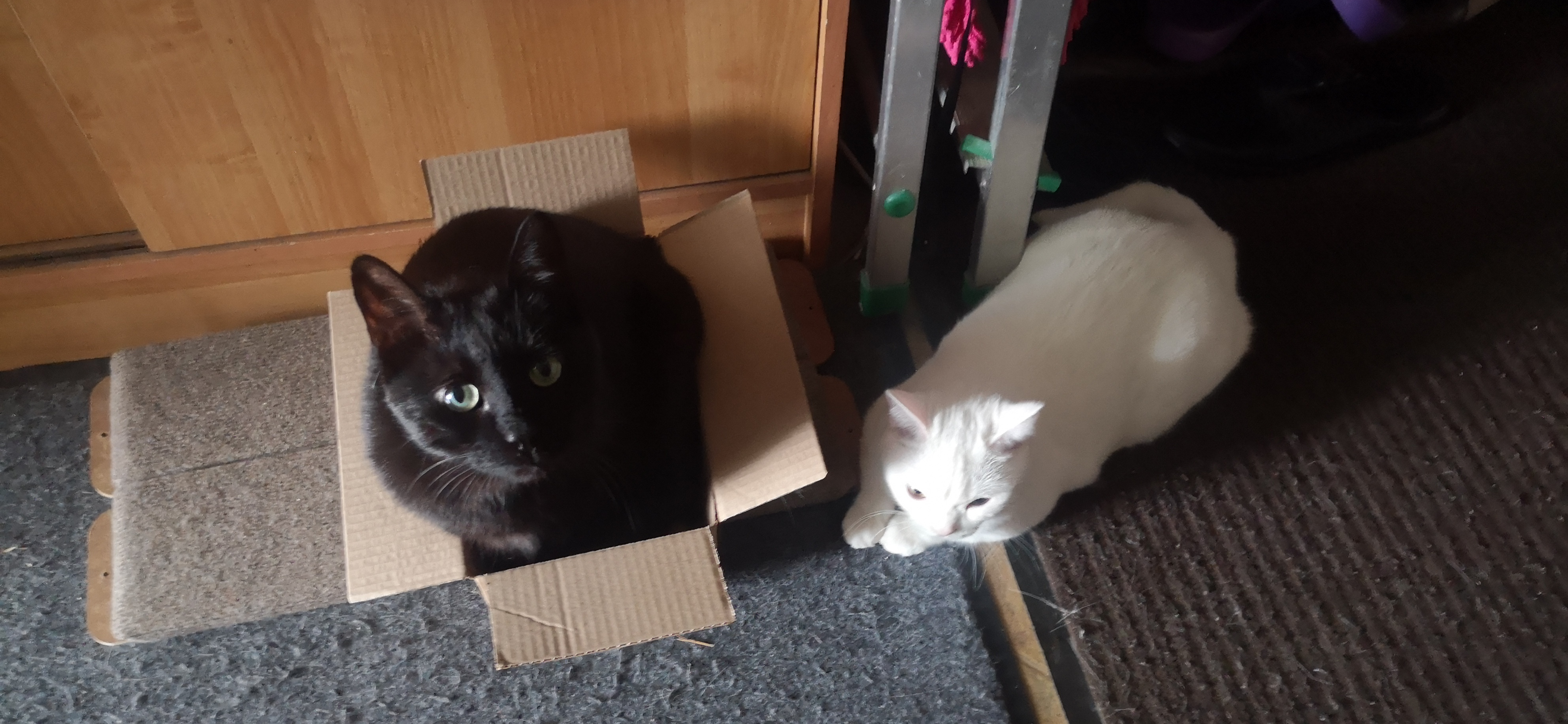 Фото питомца: кот Люцифер отдыхает