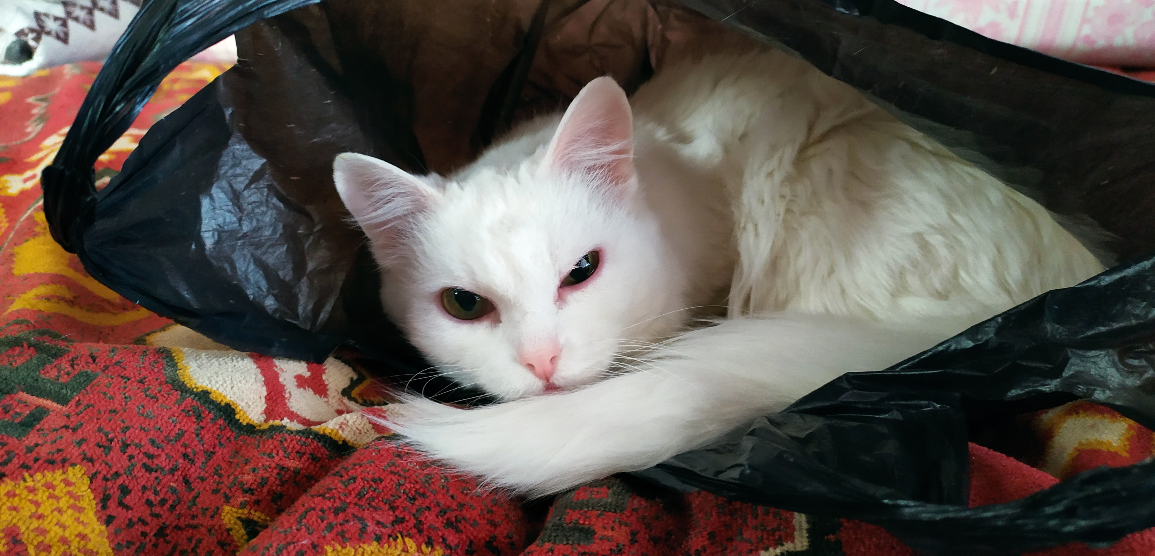 Фото питомца: кошка Лукерья в упаковке