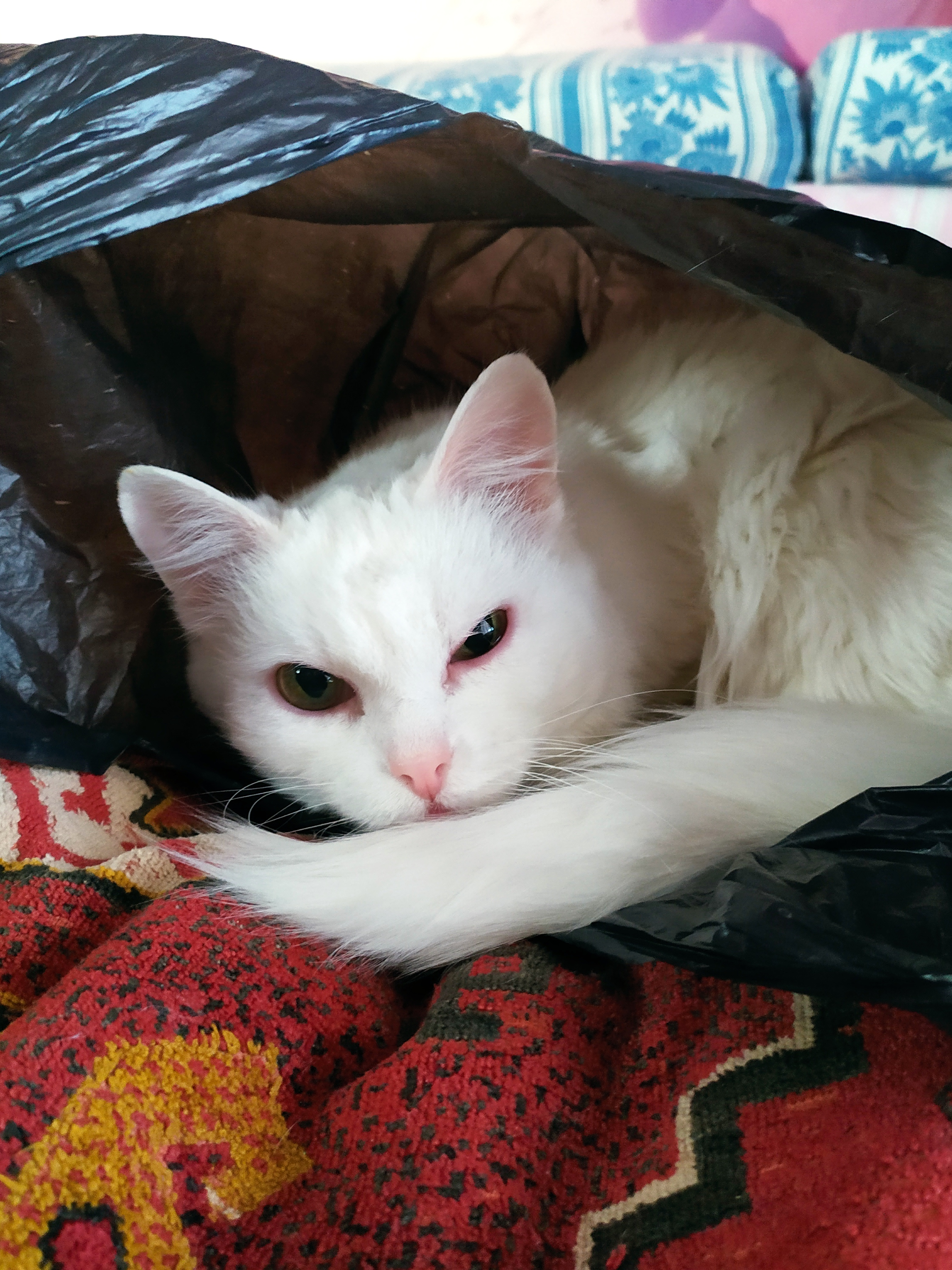 Луша решила вздремнуть в пакете