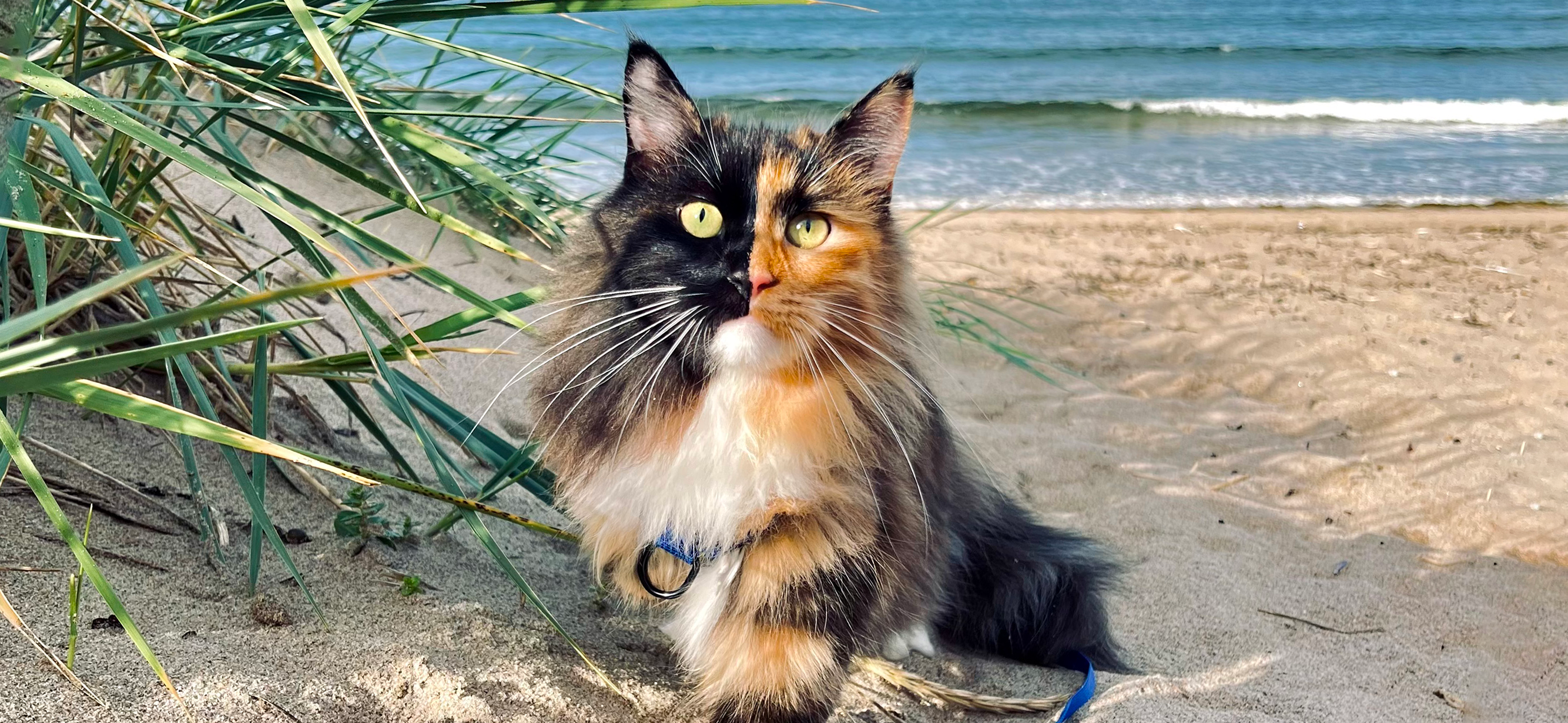 Как мы летаем с кошкой Луной на самолете