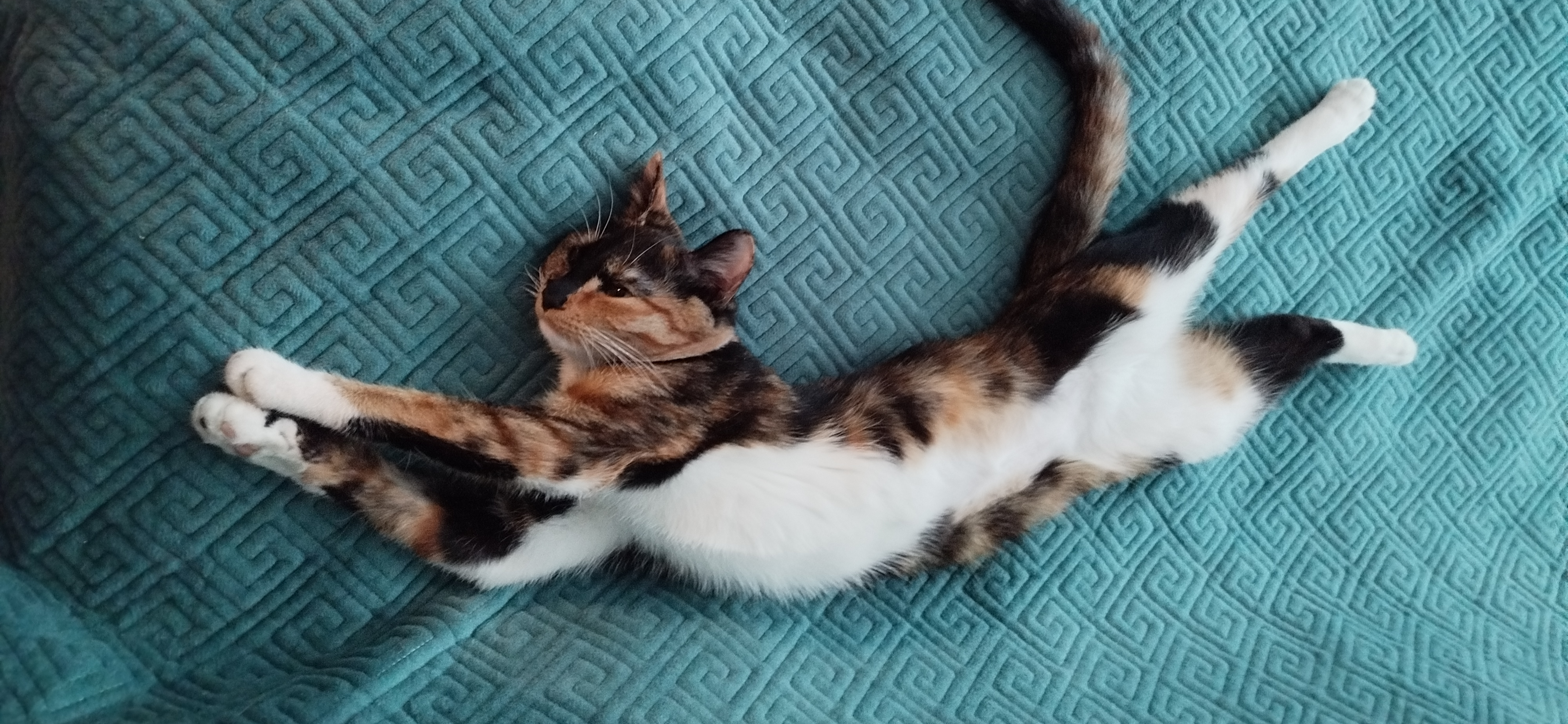 Фото питомца: кошка Луна наслаждается жизнью и собой