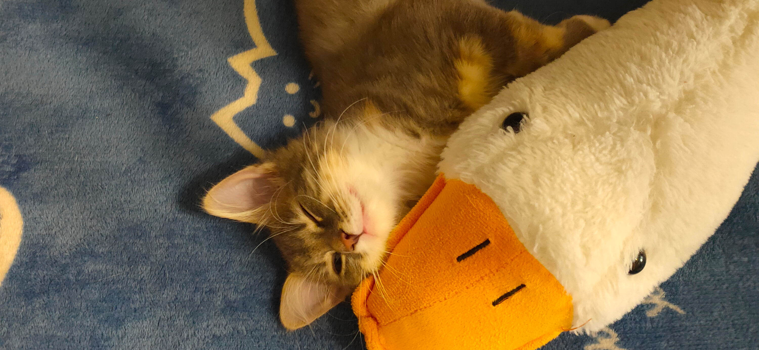 Мы забрали с передержки кошку Люсю, и теперь она живет с нами