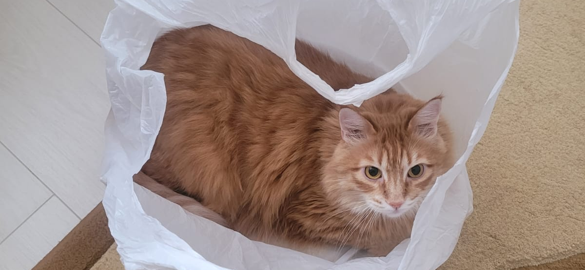 Фото питомца: кошка Маечка лежит в пакете