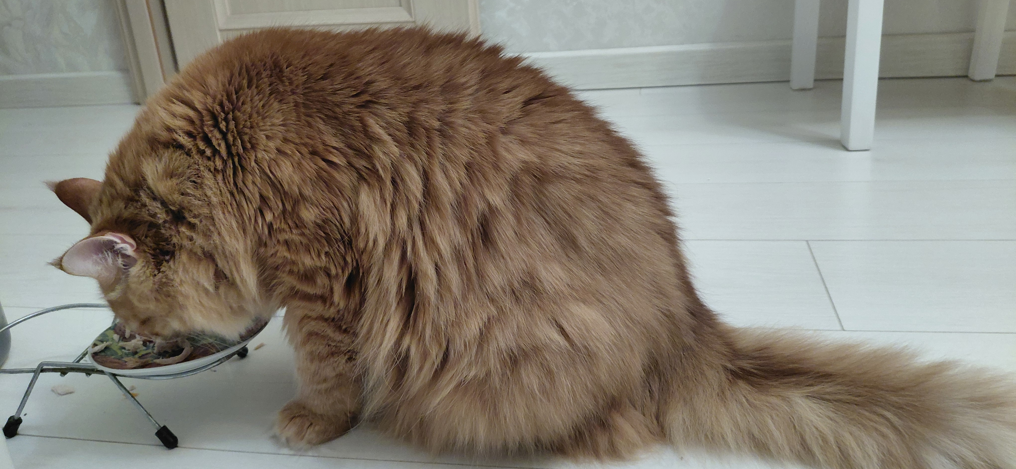 Фото питомца: кошка Маечка обедает