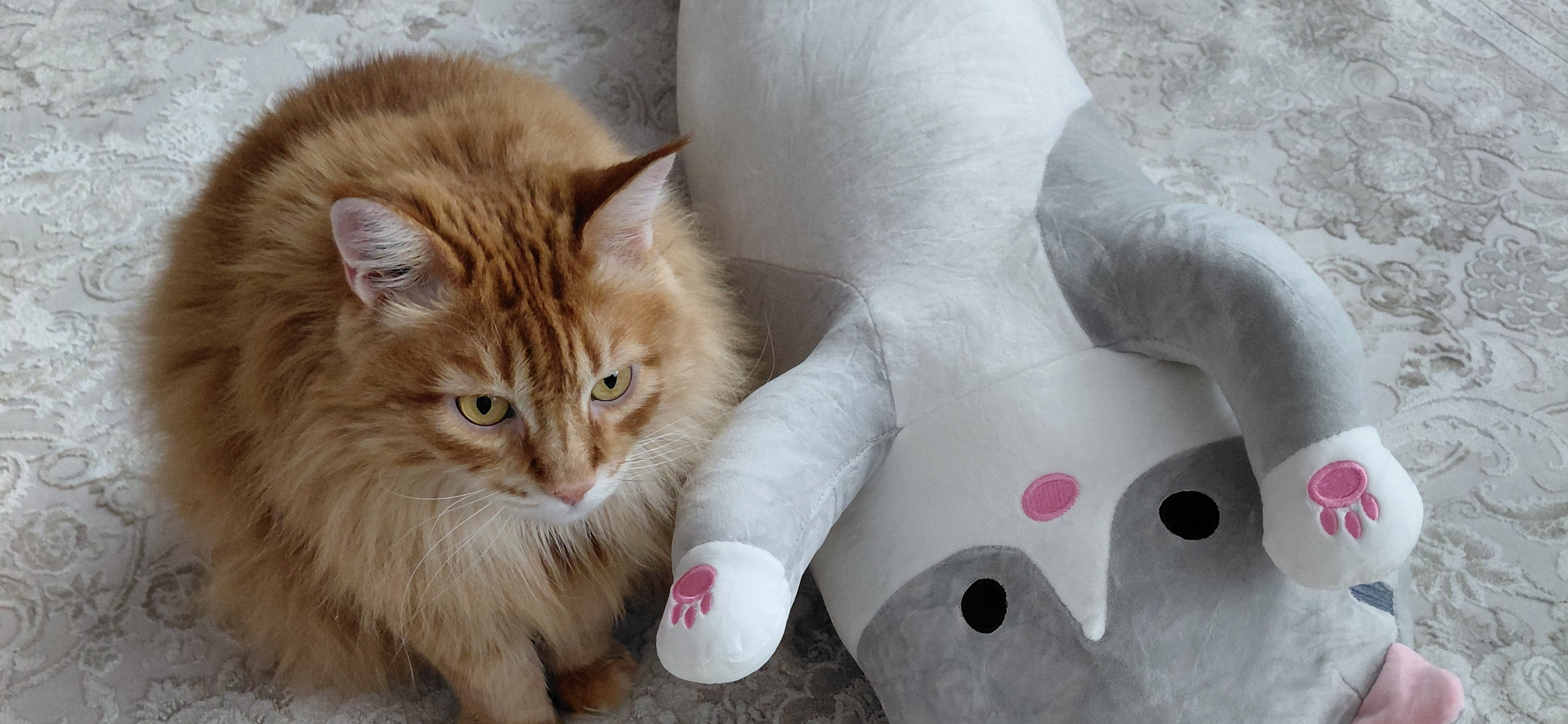 Фото питомца: кошка Маечка радуется новой игрушке