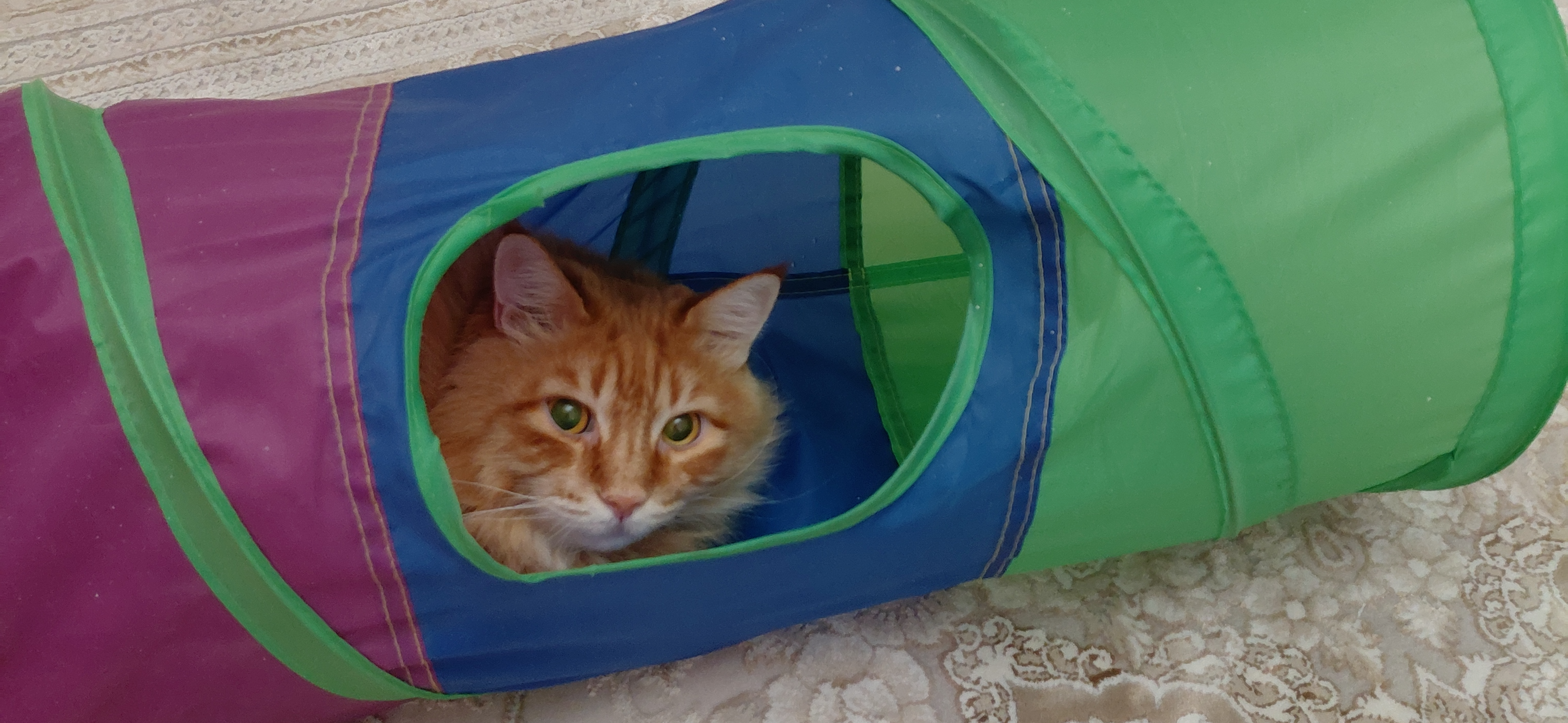 Фото питомца: кошка Маечка развлекается